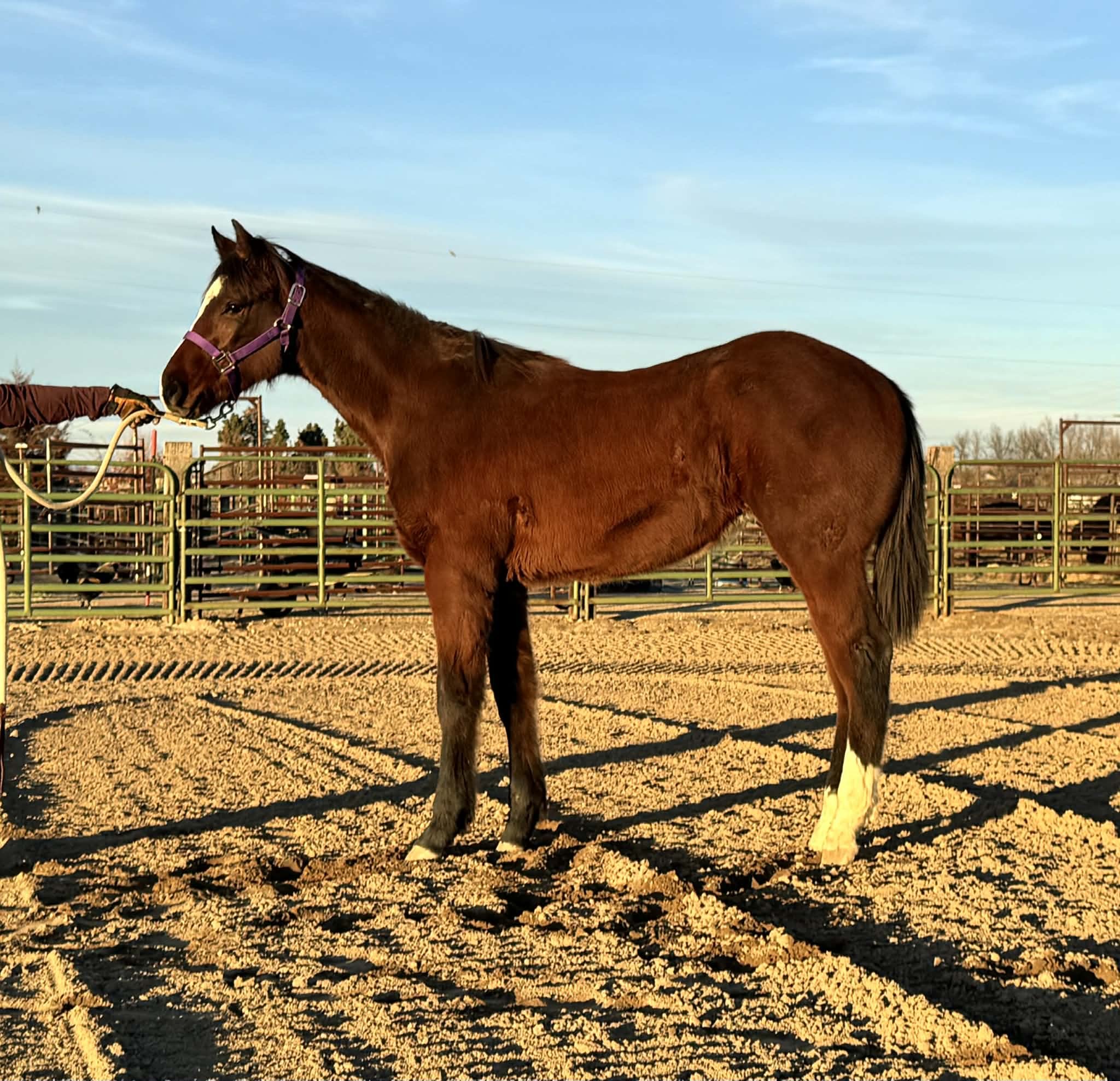 A brown horse with a purple halter standing on sandy ground in a fenced outdoor area during daylight.