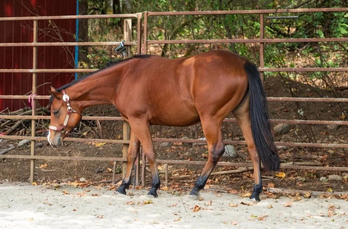 Bay foal standing on dirt ground near adult horses, behind a metal fence with hay bales in the background.