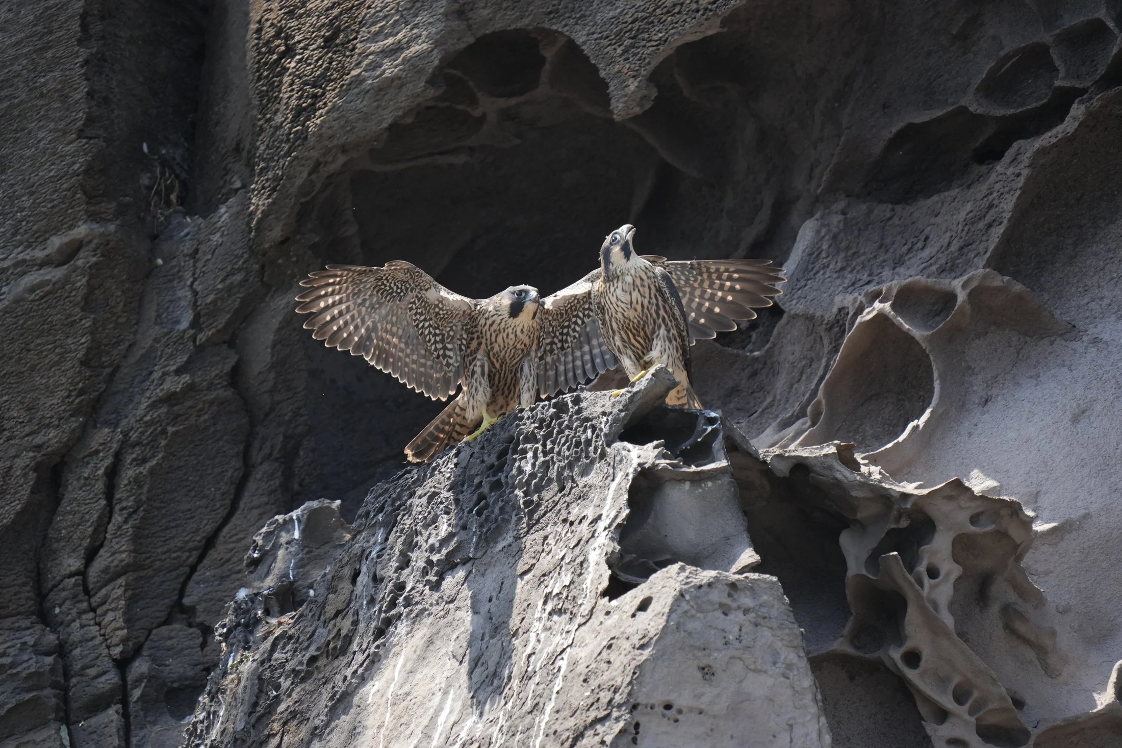 wildlife wisdom