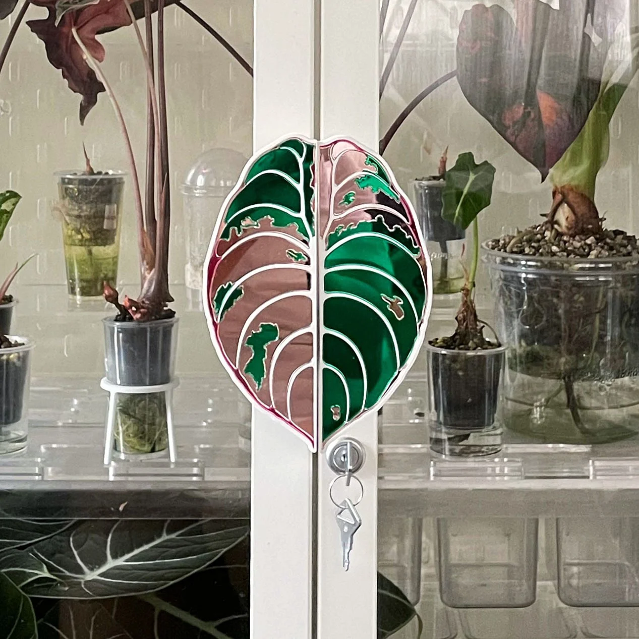 catalog images_0000s_0002_Cuprea_image2.jpeg.jpg