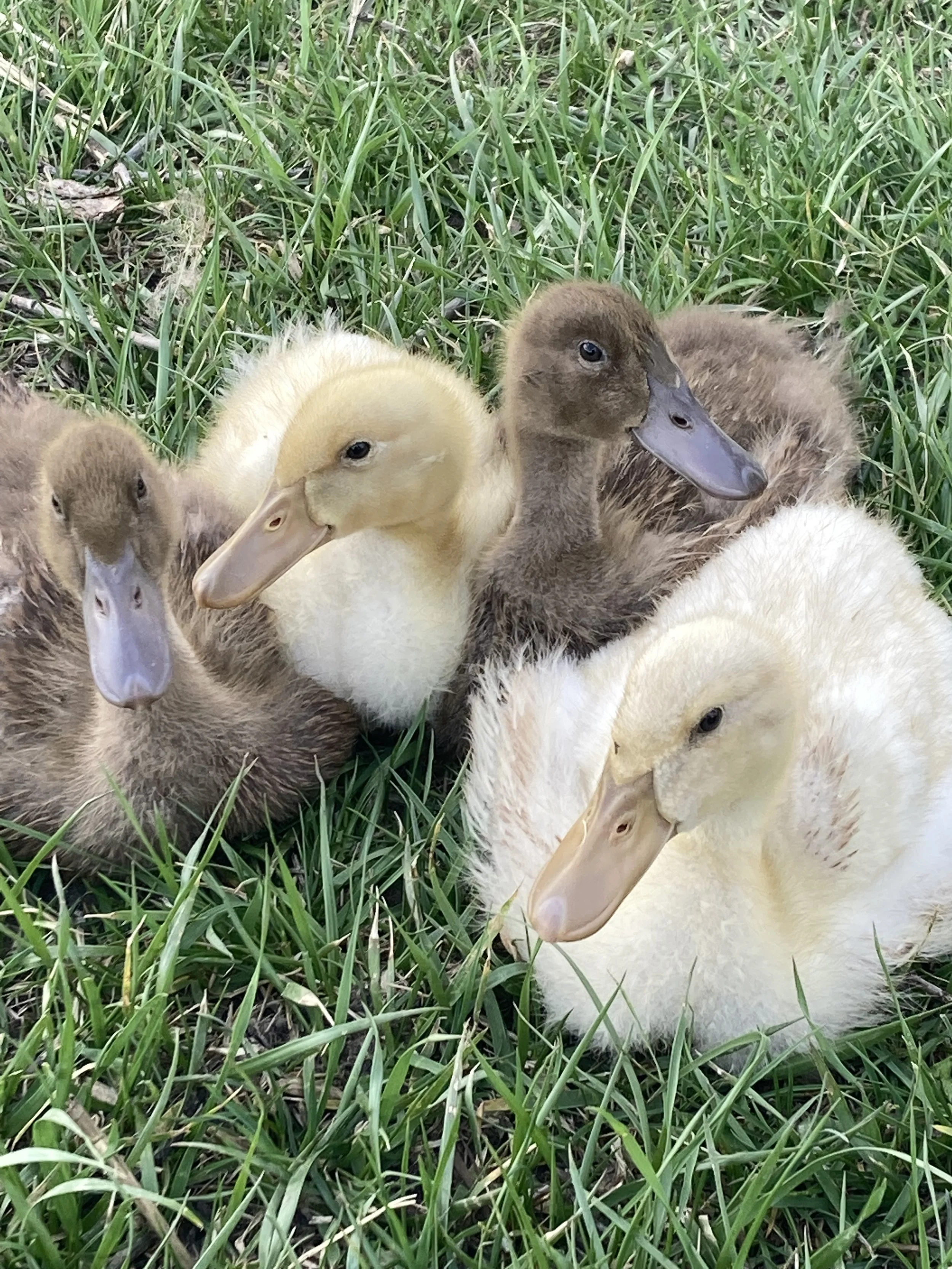 wyoming locally grown farm ducklings