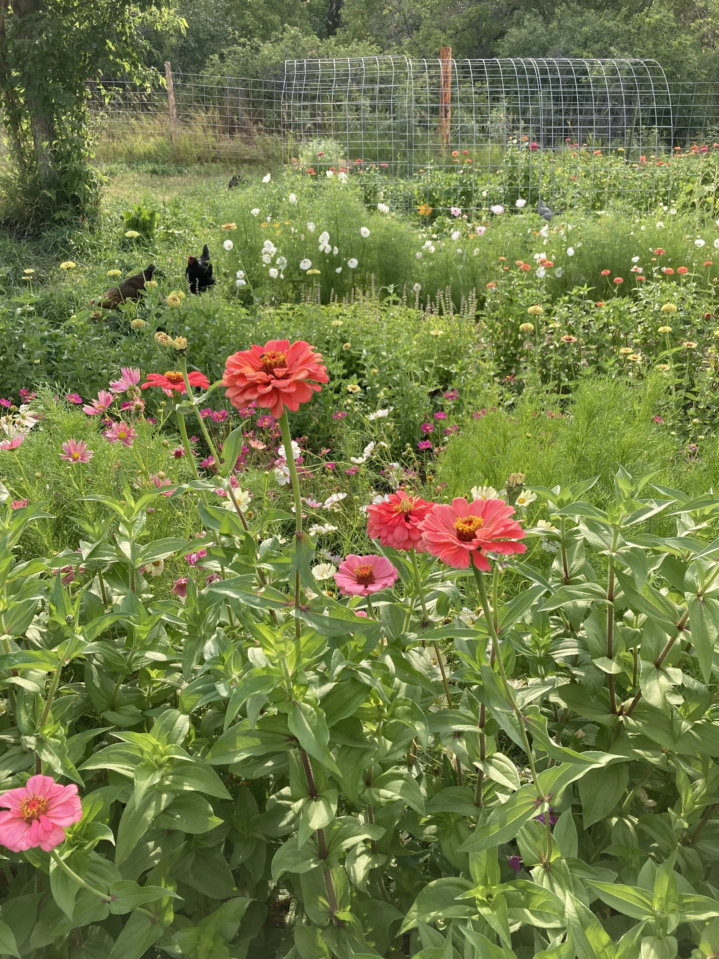 sheridan wyoming organic flower farm