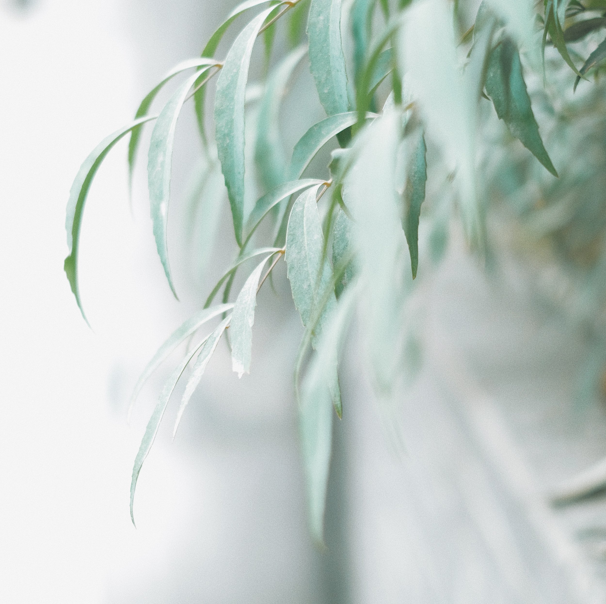 Eucalyptus leaves representing the natural and calming approach of Willowtree Wellbeing perimenopause counselling Hawthorn