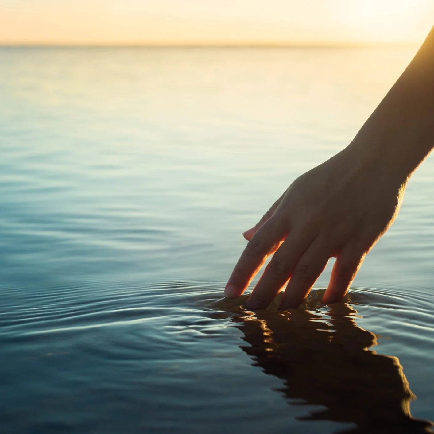 Aqua Cremation Services in California White Rose Aqua Cremation