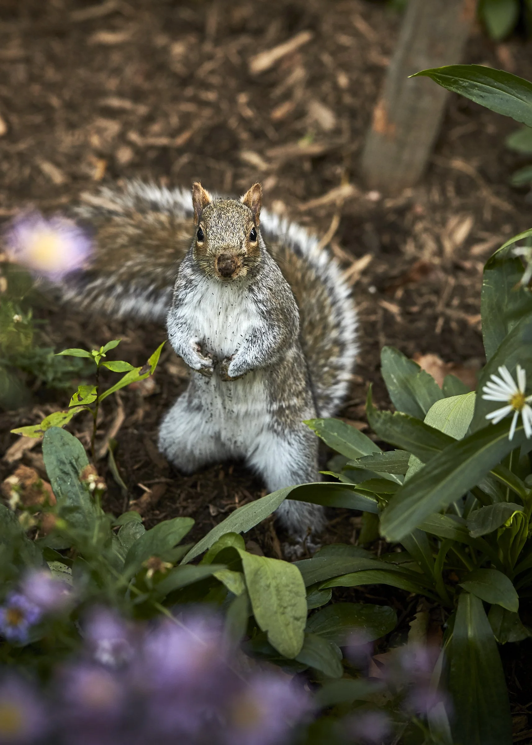 11072021_JasperDeWitt_MadSqPk_Volunteer_2021_0576.jpg