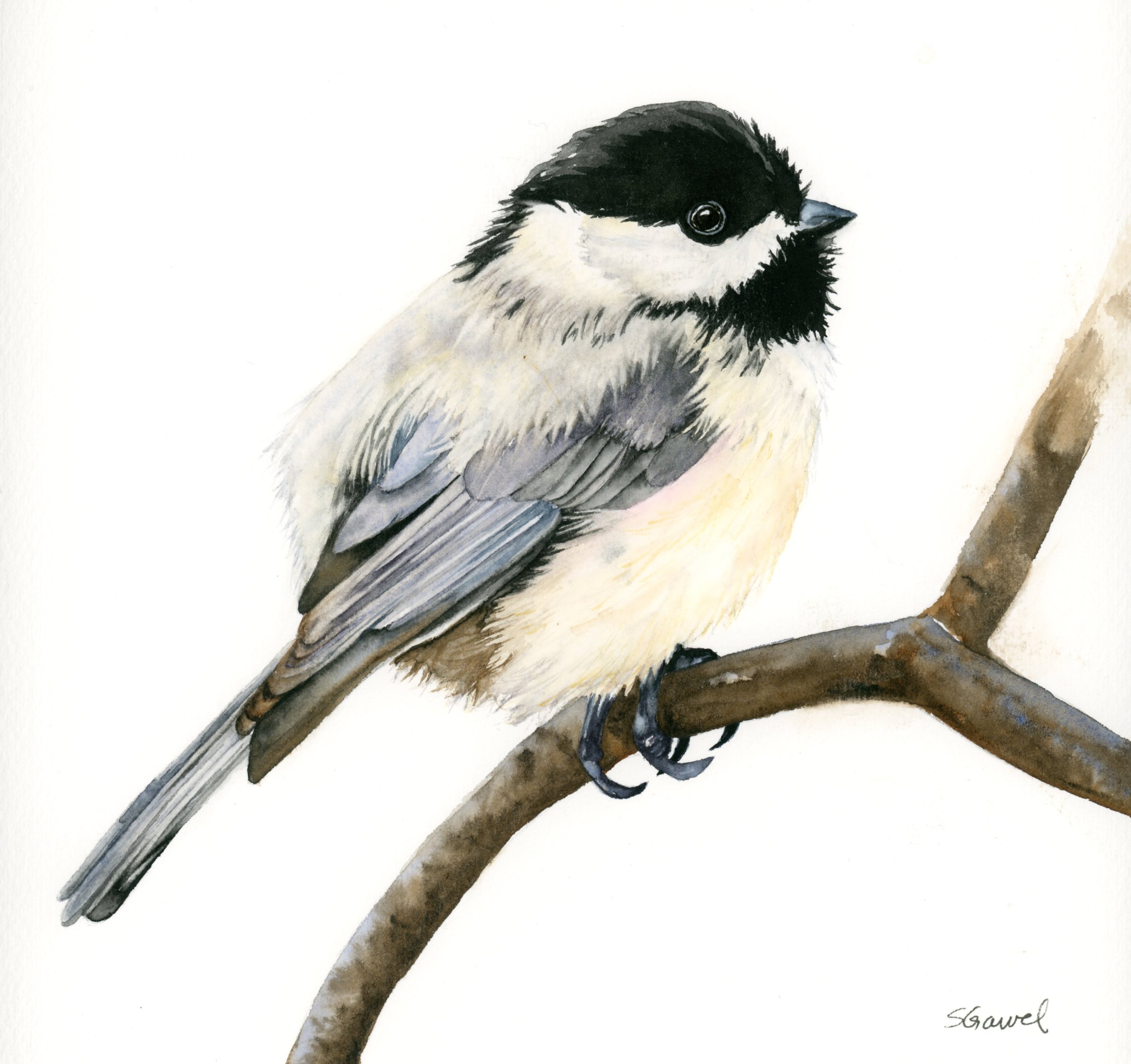 chickadee001.jpg