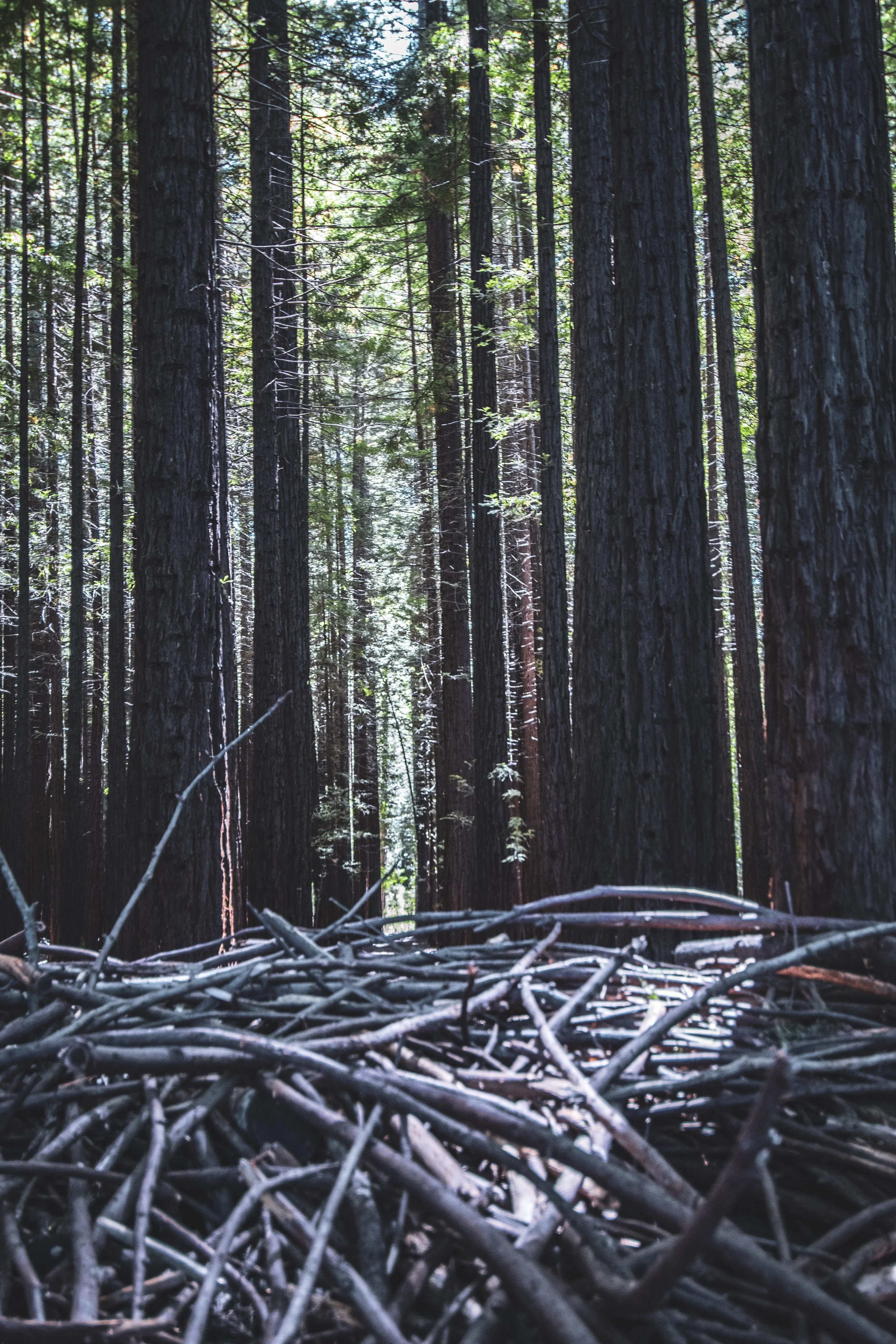 web_redwood forest.jpg