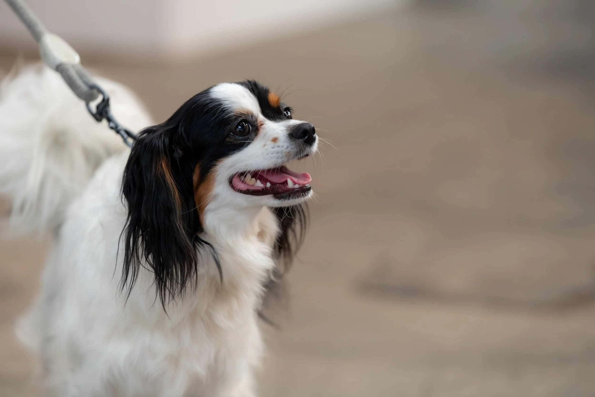 A small dog has its mouth open in a smile.