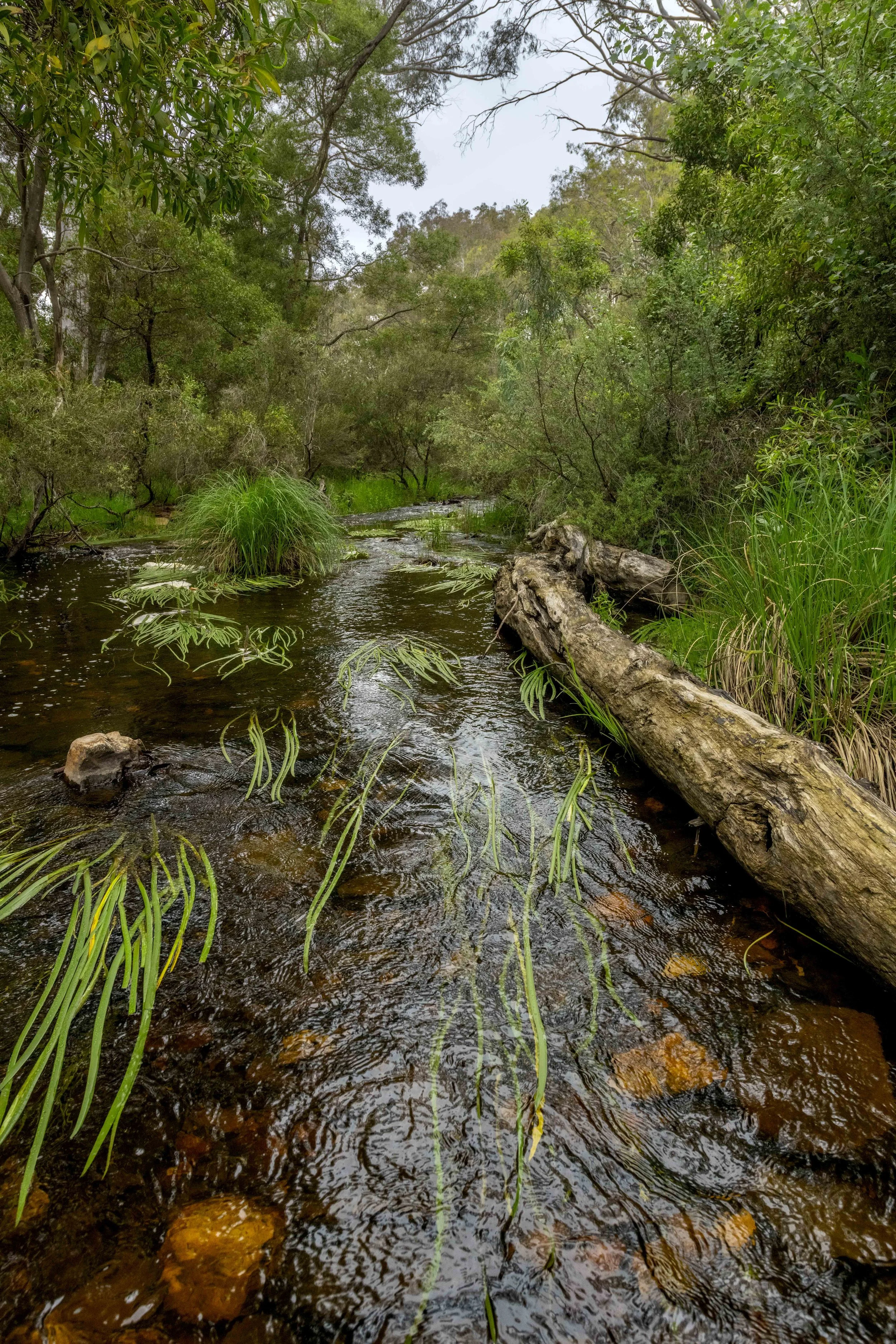 A stream with river reeds, fallen logs, and green bushes within in it..