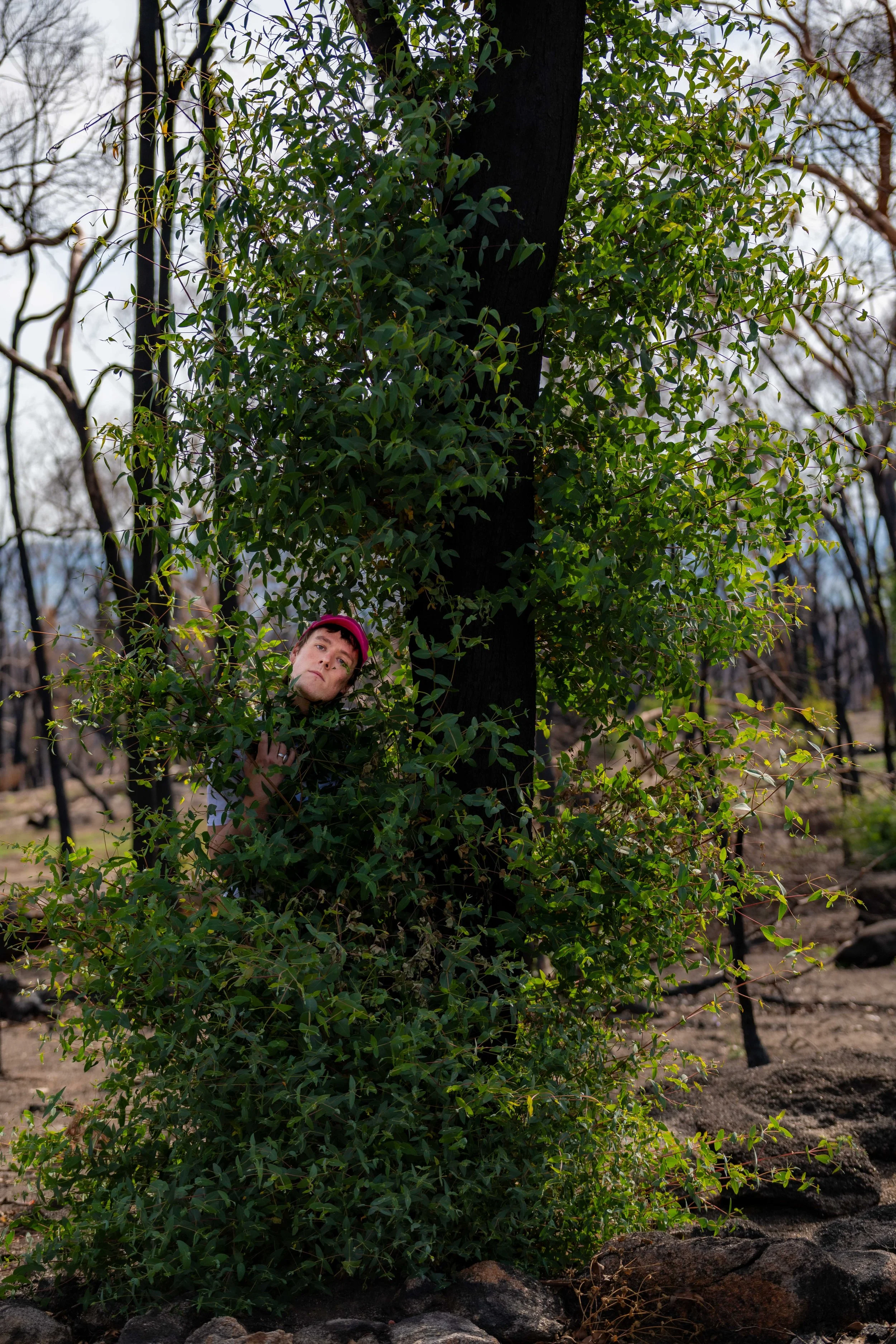 A face sticks through green renewal on a burnt out tree.