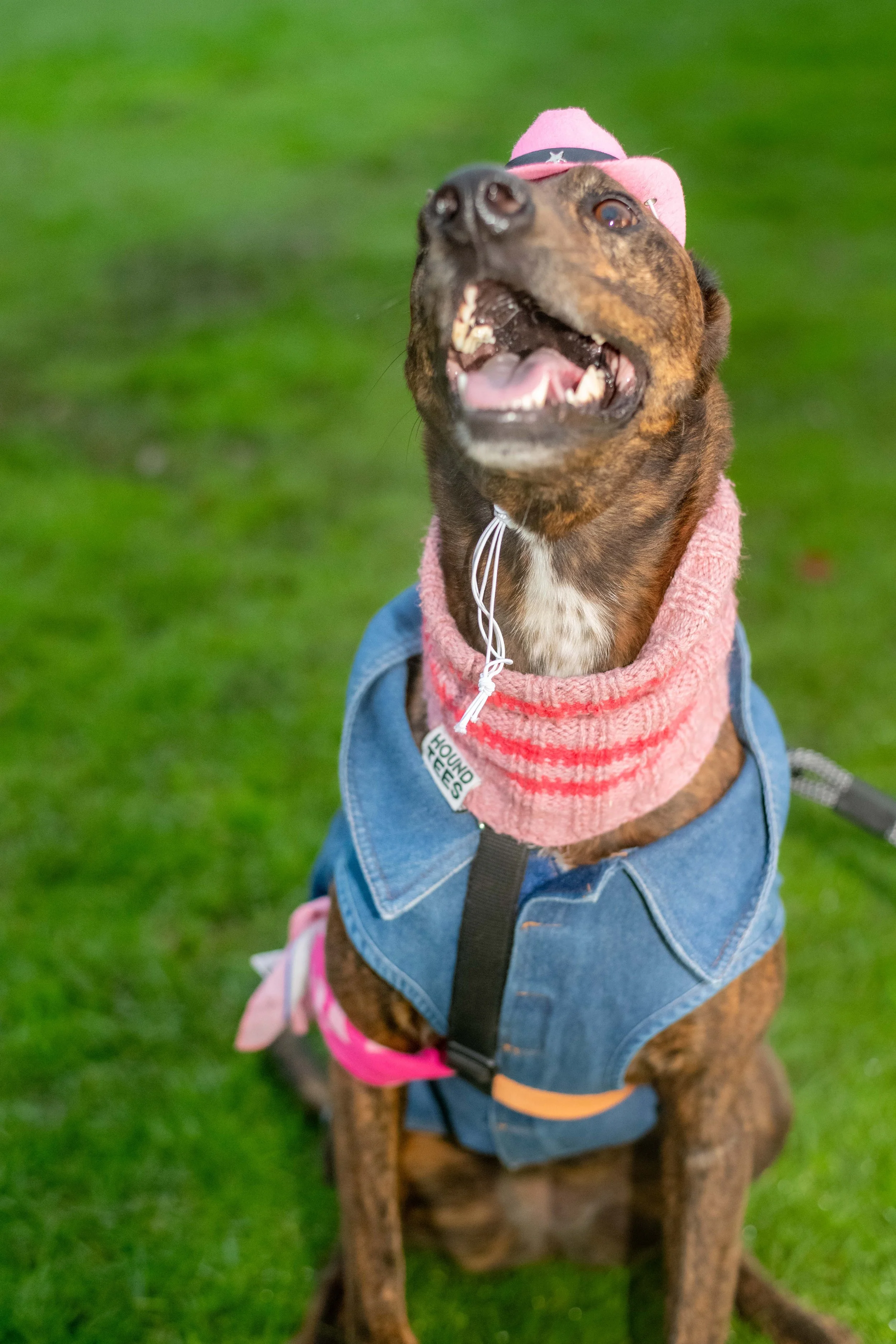 A dog wearing a pink hat and denim jacket.