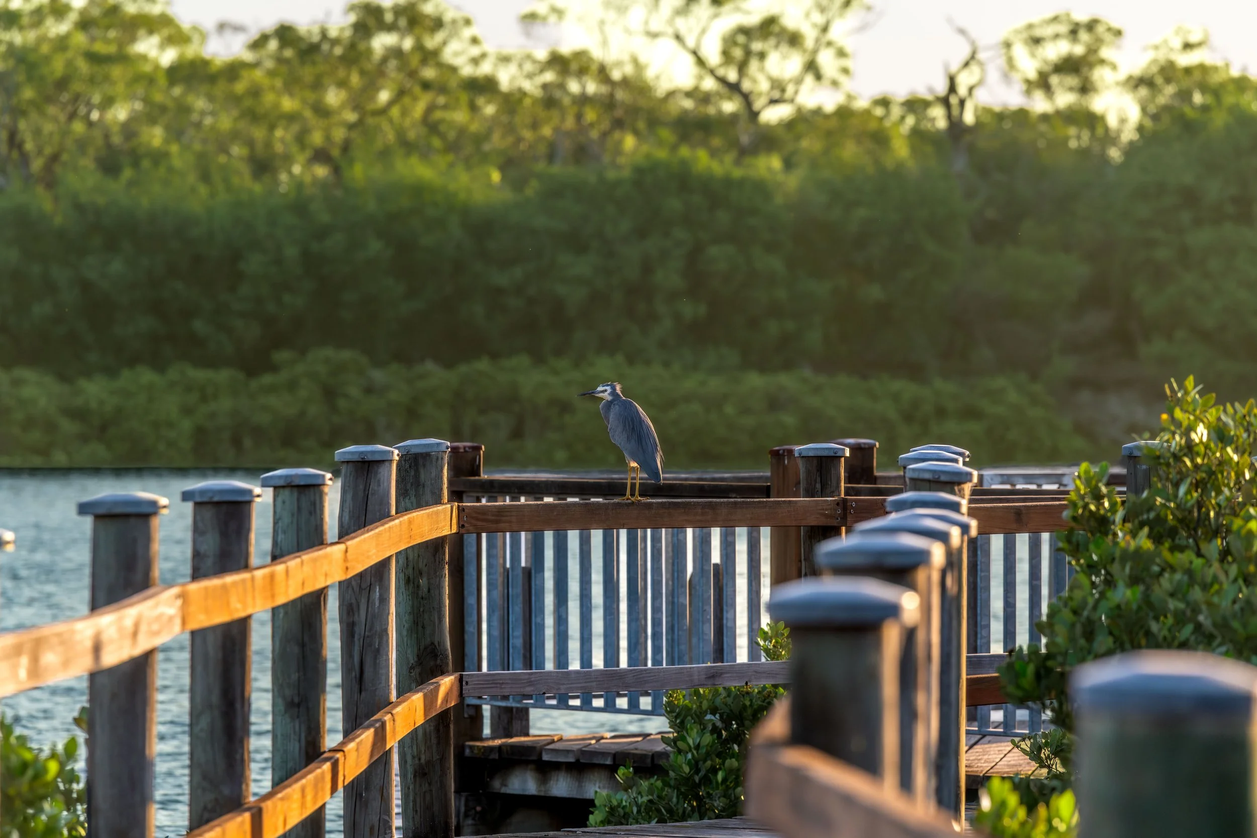 A bird on a boardwalk.