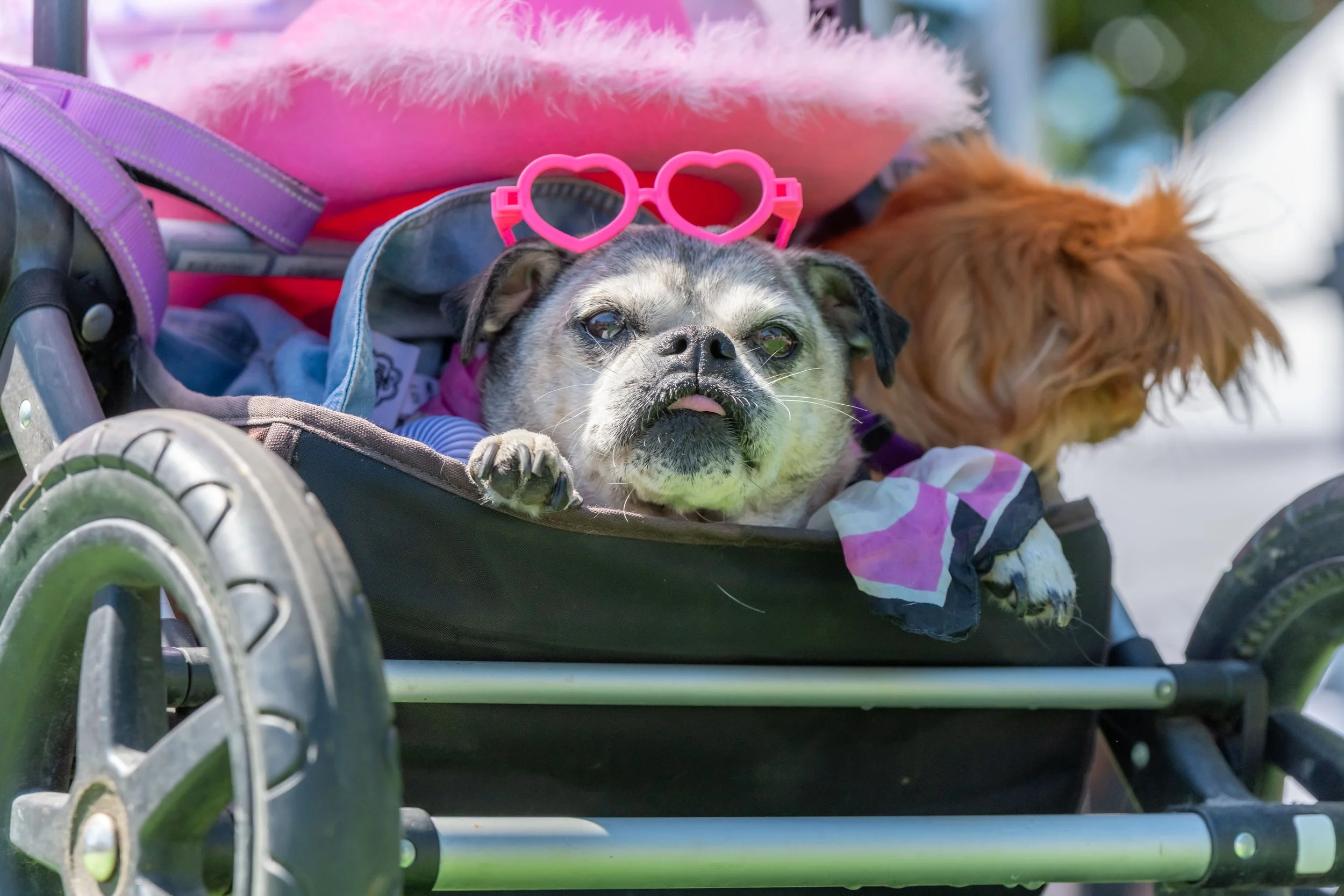 Two dogs in a pram, one wears pink loveheart sunglasses. A large pink cowboy hat sits above them.