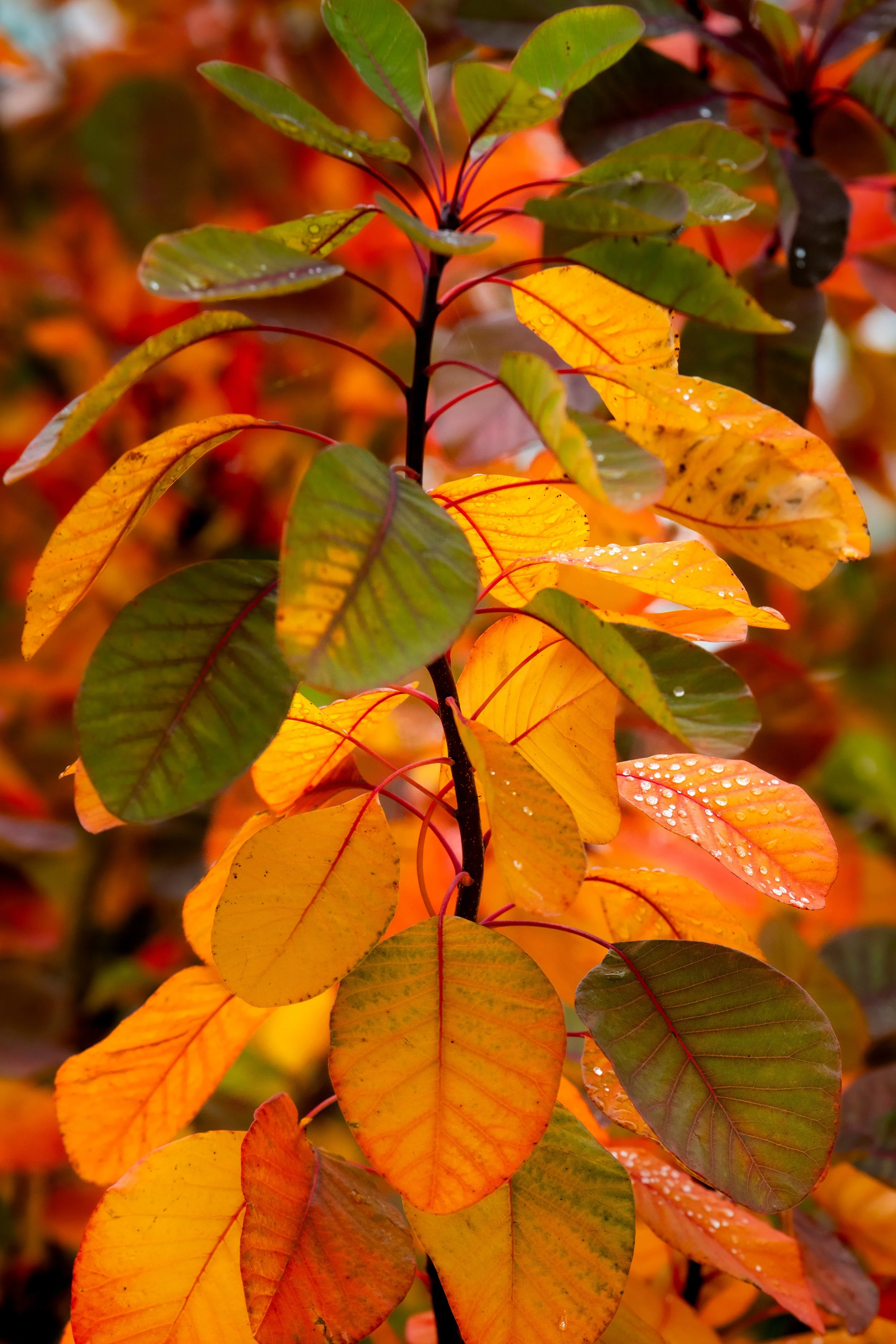 Orange and red leaves with rain drops on them.