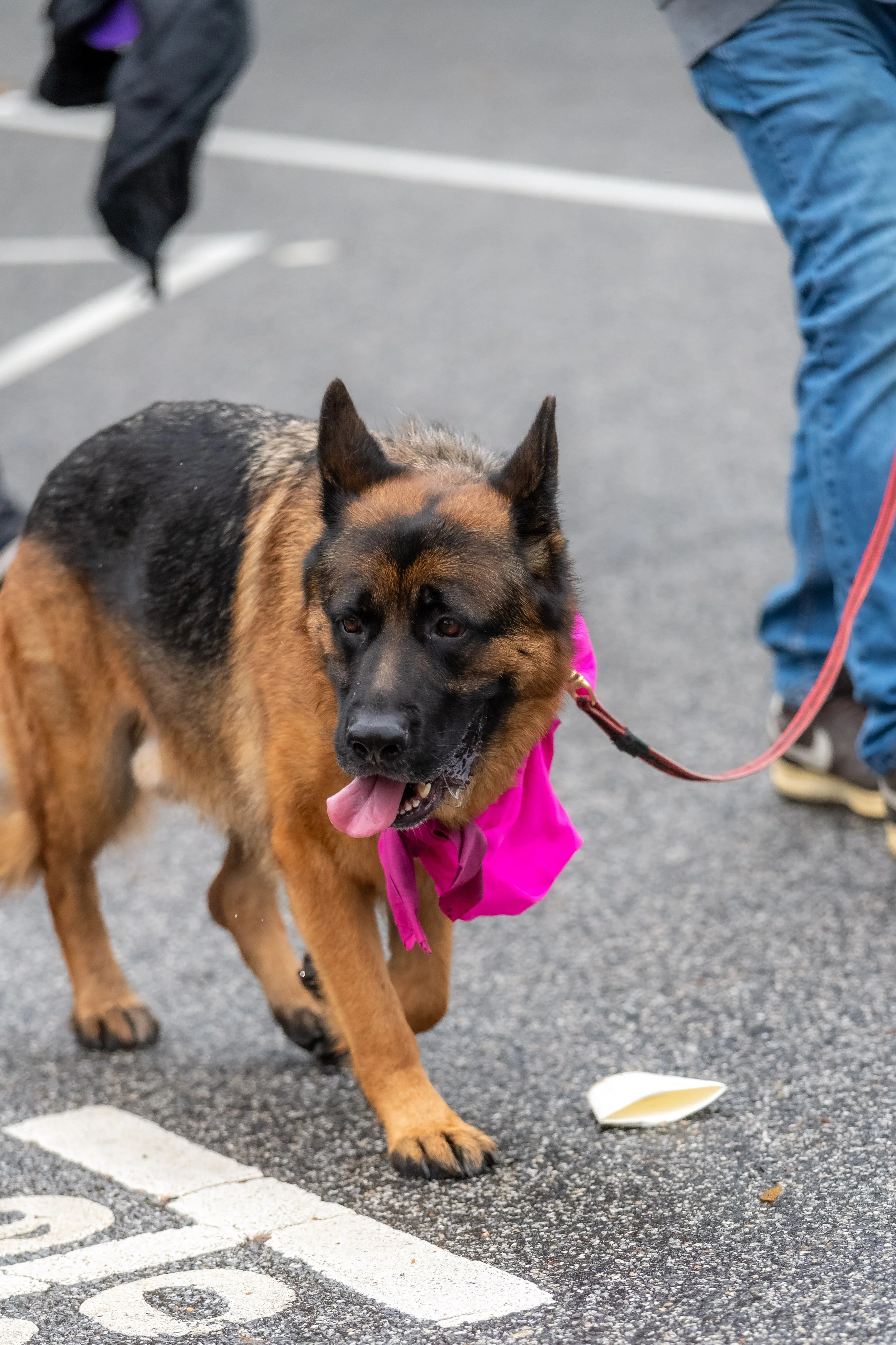 A dog with a pink scarf.