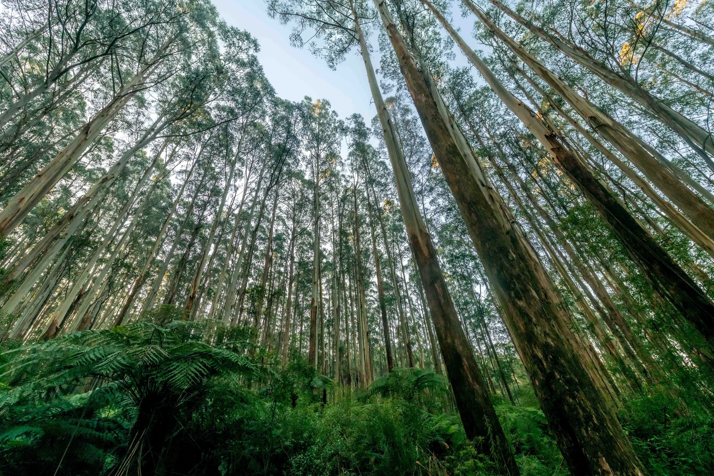 Looking up at tall straight trees with an undergrowth of ferns.