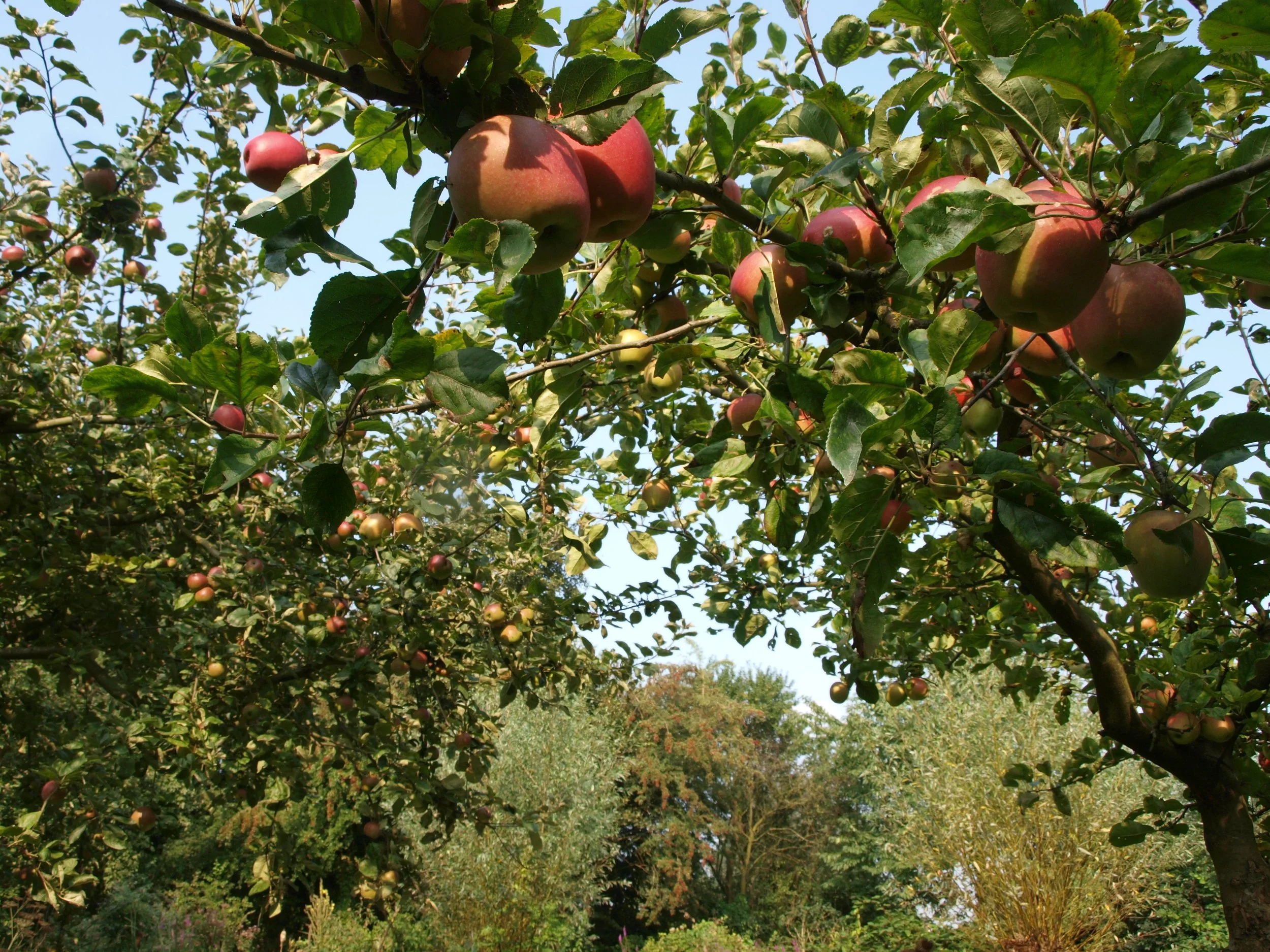 oogst uit eigen boomgaard.JPG