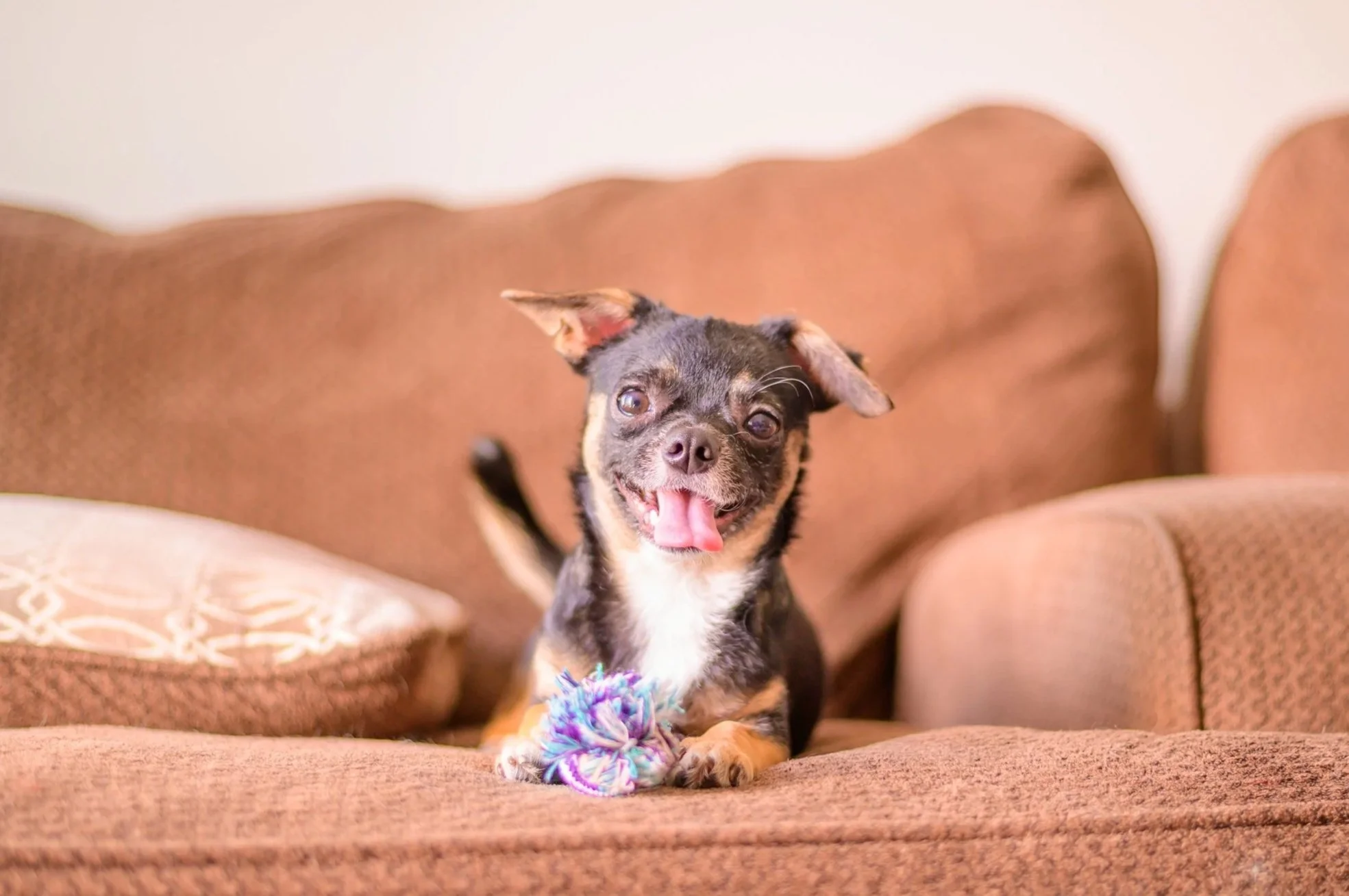 Fostering With Fur Angel Foundation: A Journey With Sochu