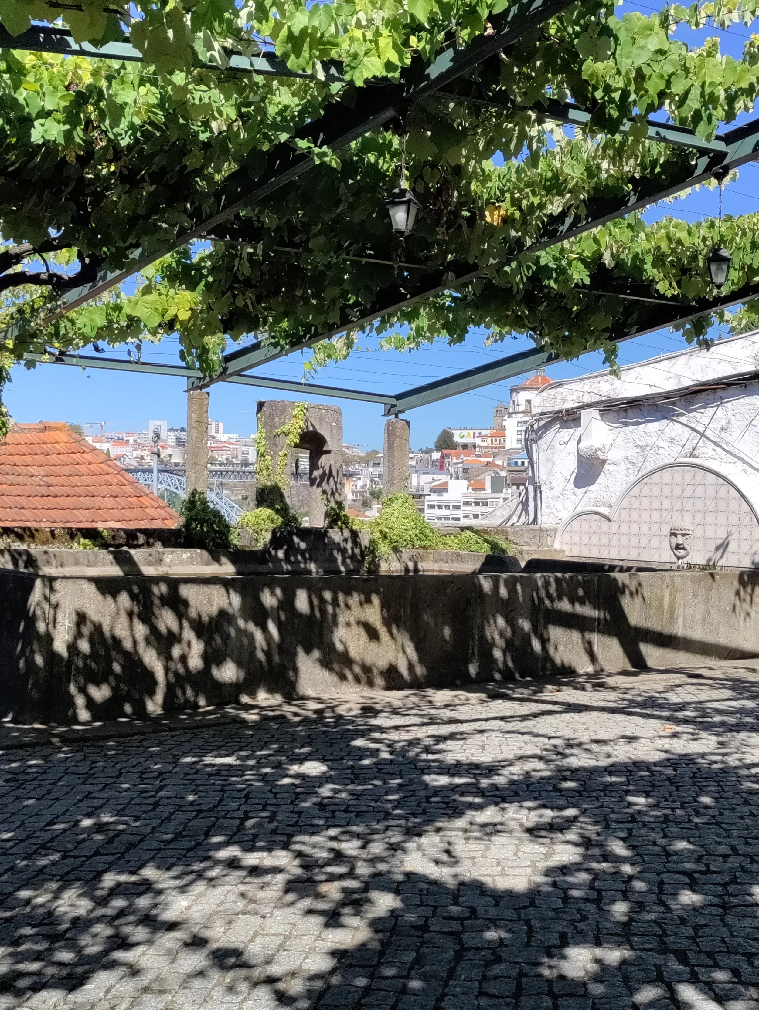 Porto: grape arbor at entry to Taylor Fladgate