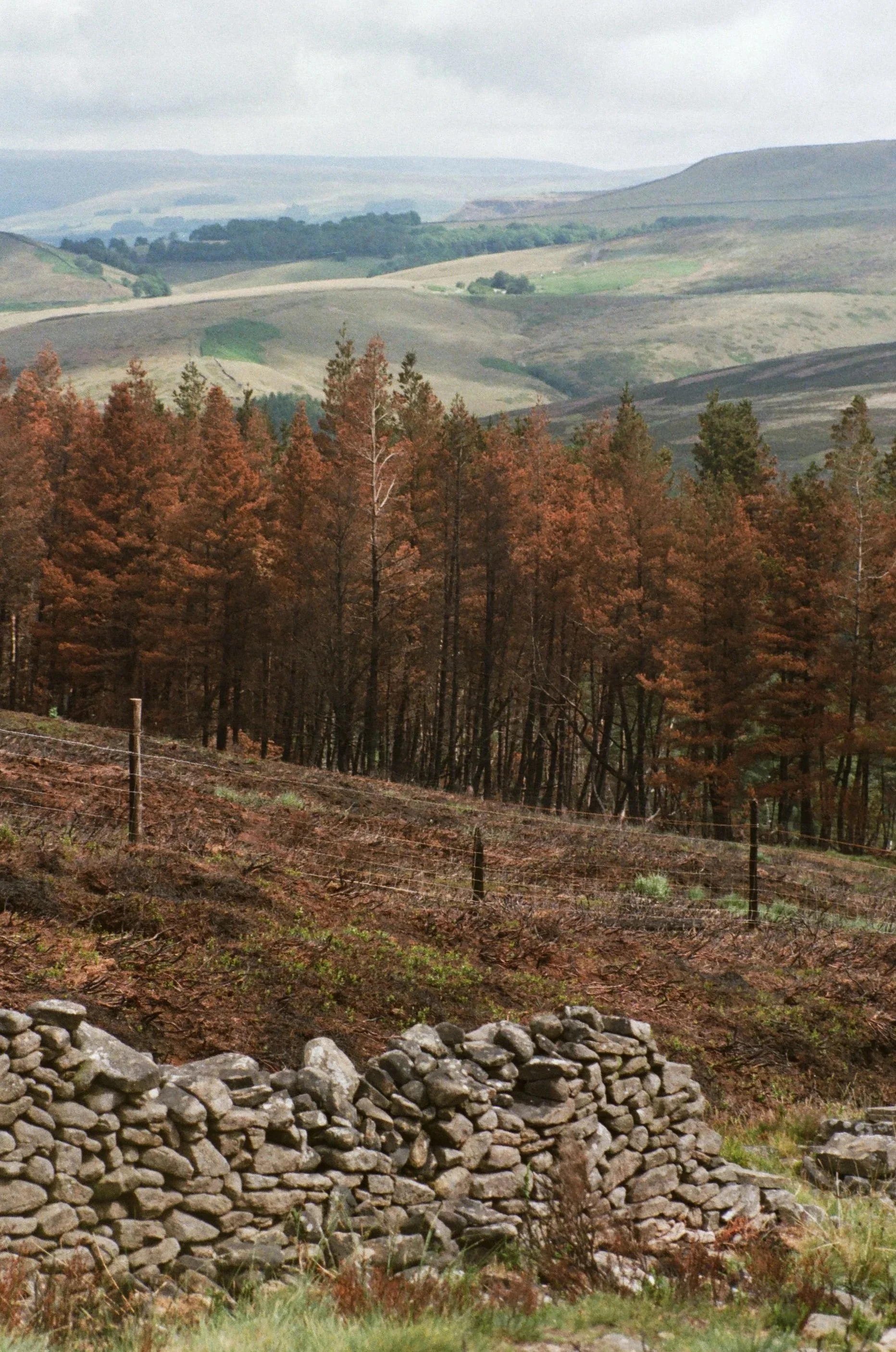 A landscape scene featuring a stone wall in the foreground, a forest of trees with orange-brown leaves, rolling hills in the background, and a cloudy sky.