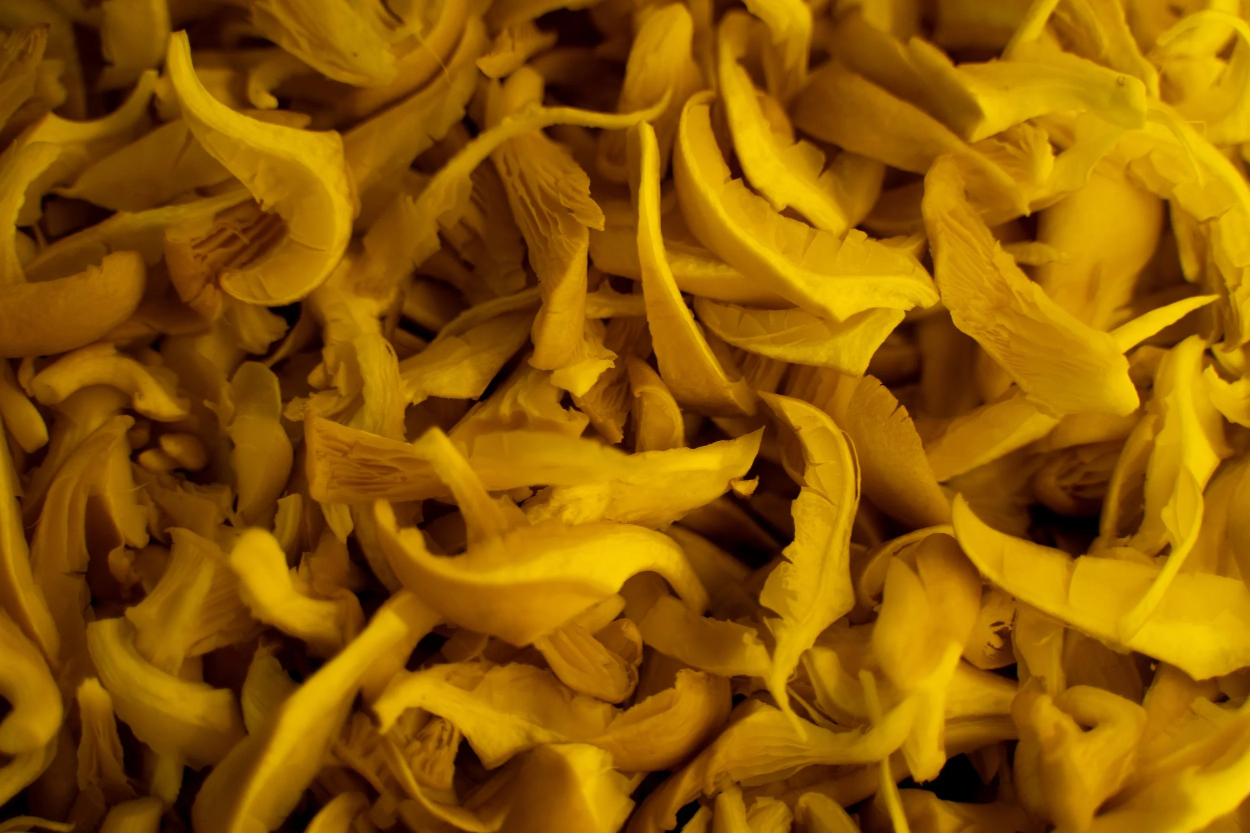 A close-up view of yellow flower petals, possibly marigold petals.