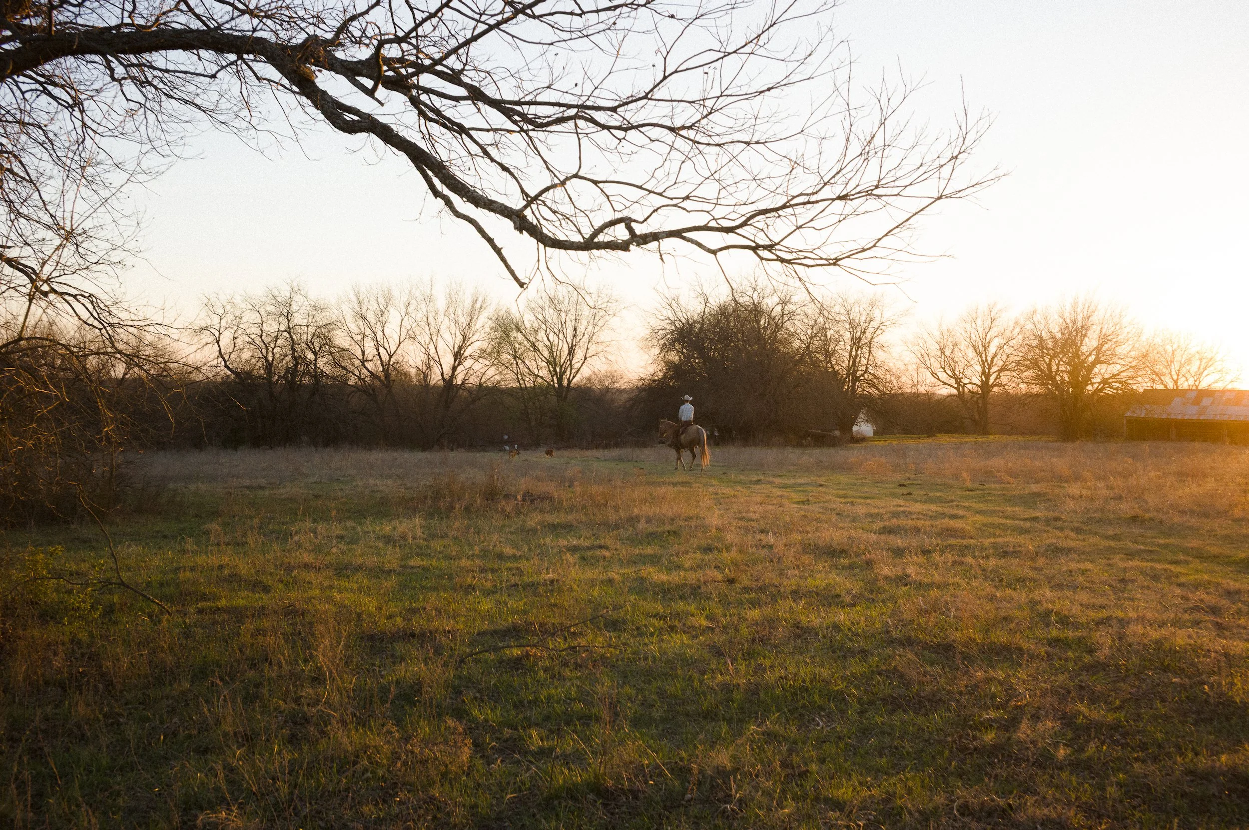 A rural landscape at sunset with leafless trees, a person riding a horse, and a barn in the background.