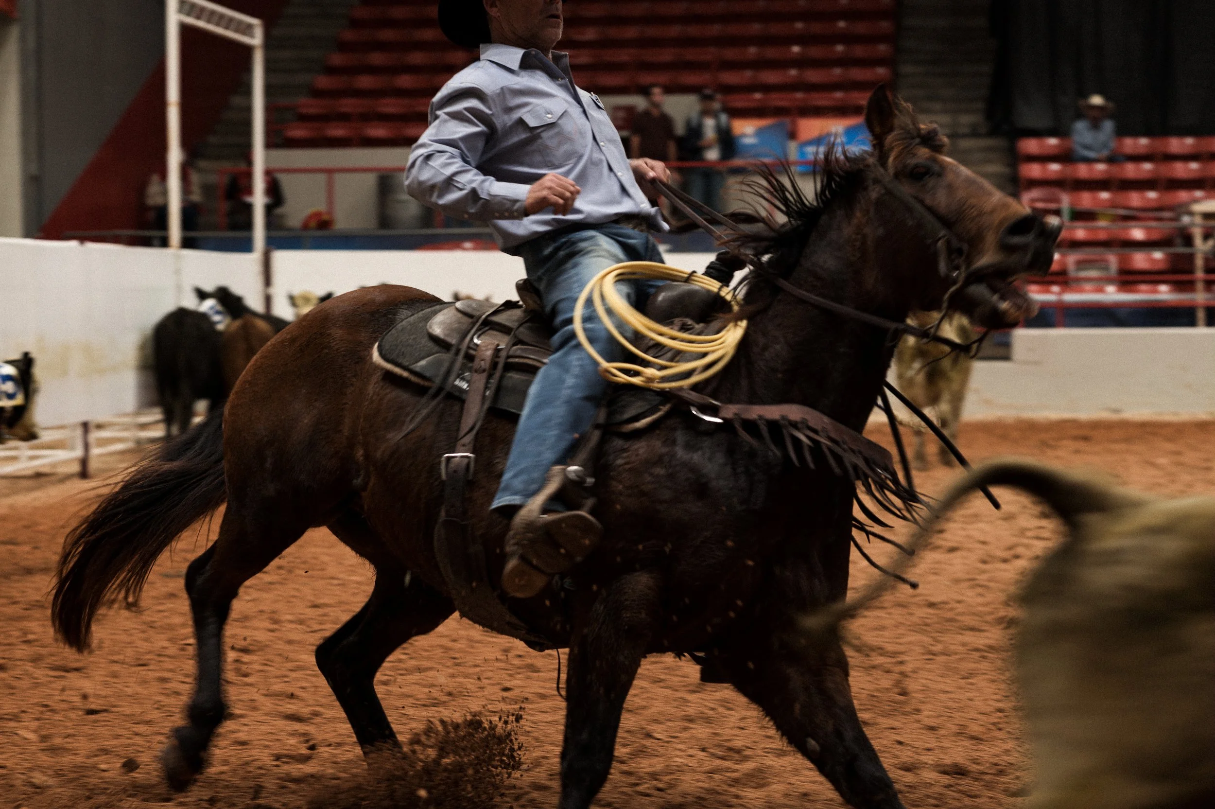 Houston Texas - reigning in the horse