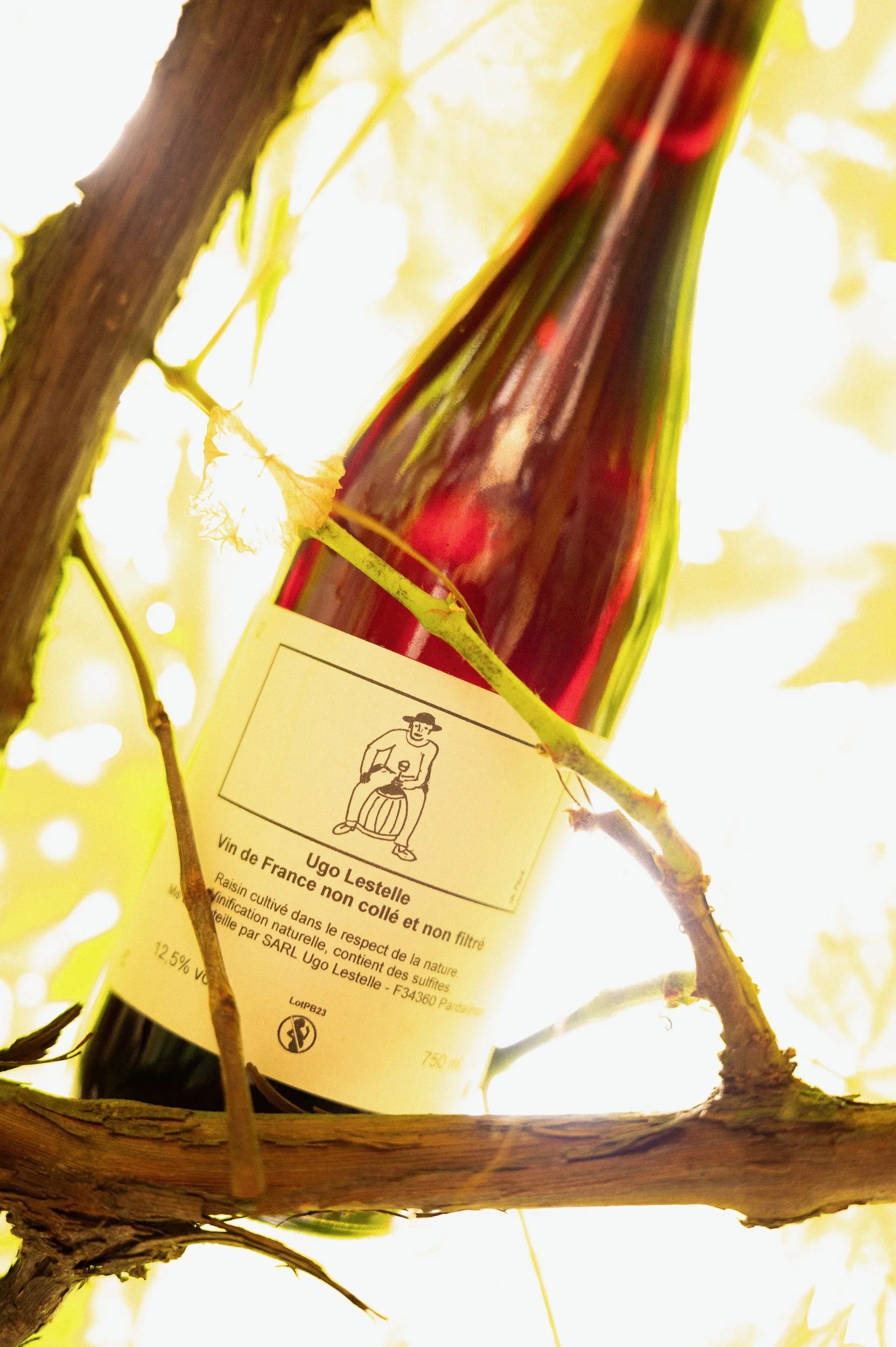 A wine bottle with a label hanging from a tree branch, illuminated by sunlight, with green leaves and branches in the background.