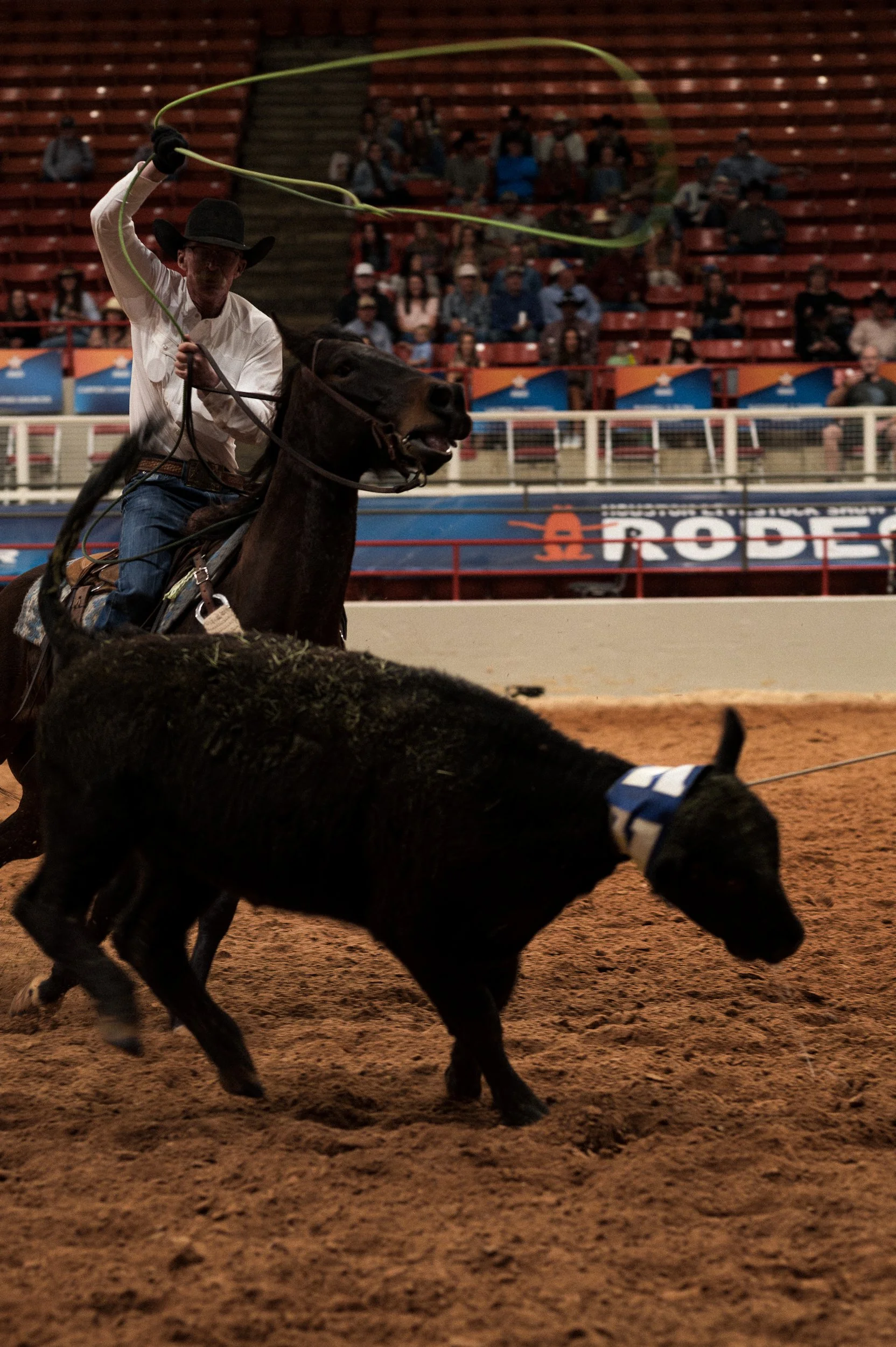 Houston Texas - lassoing the cattle