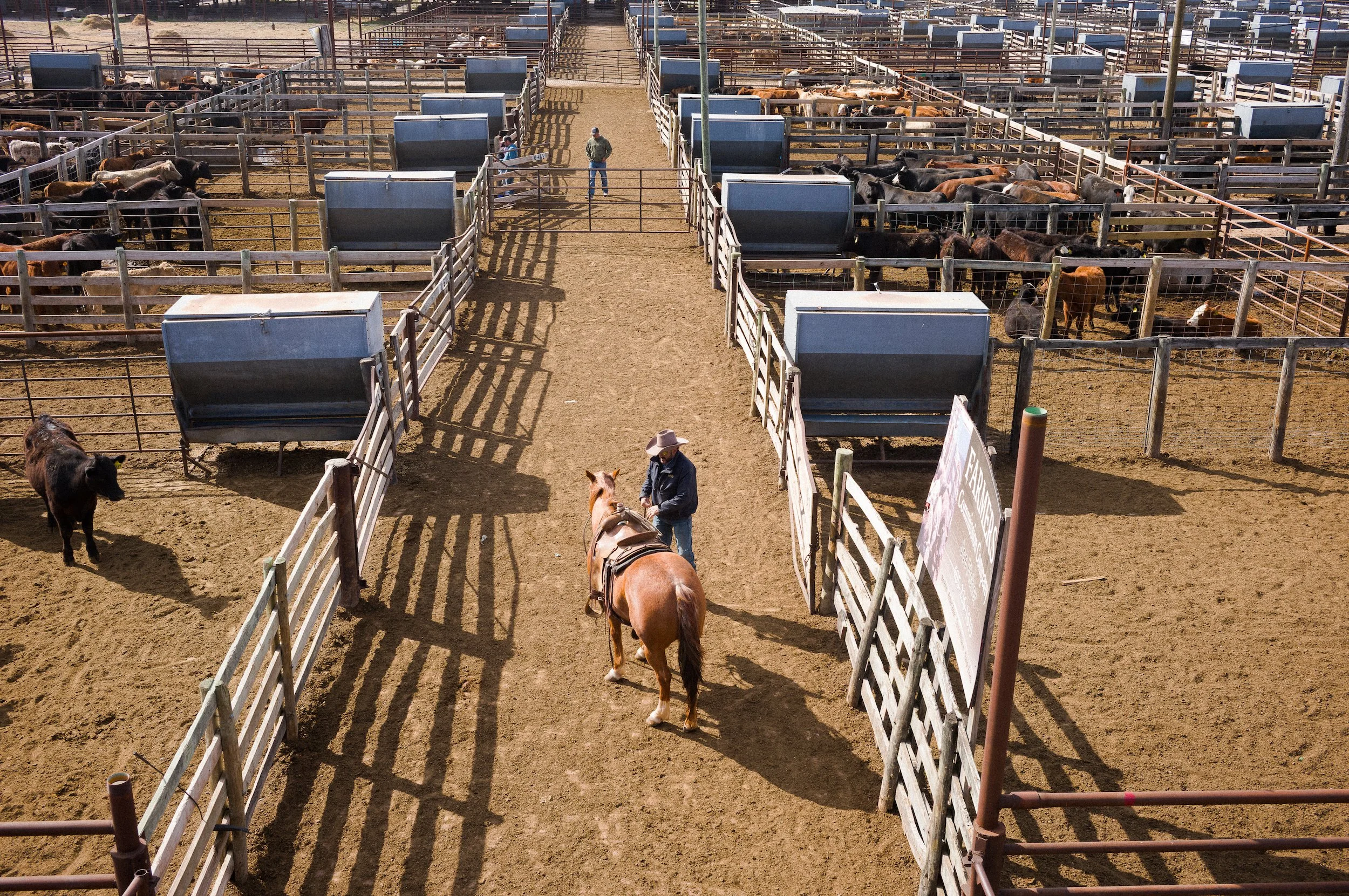 A cattle auction yard with multiple pens full of cows and a few people on horseback and on foot overseeing the cattle.