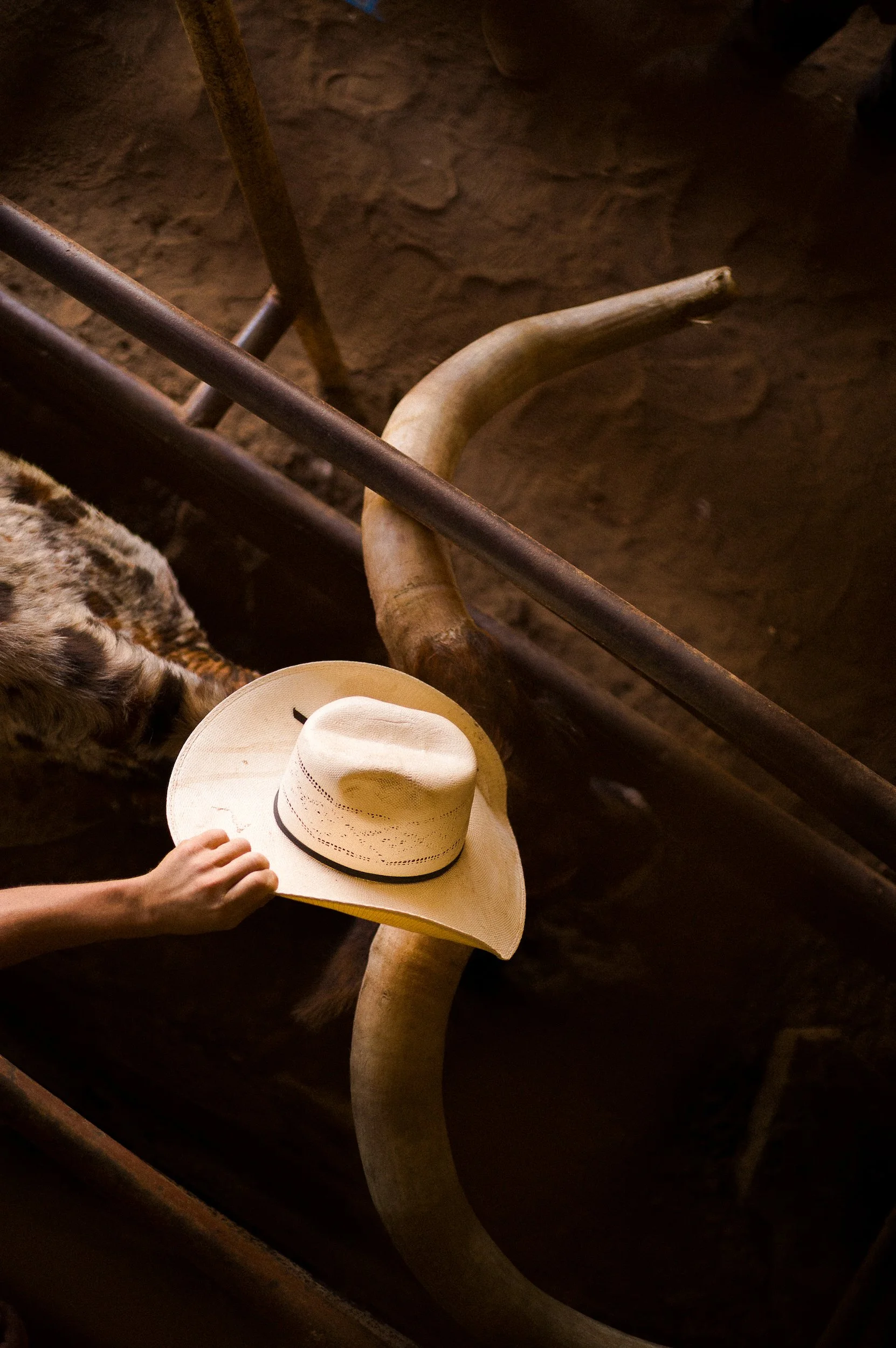 Henrietta Oklahoma - putting a cowboy hat on a bull