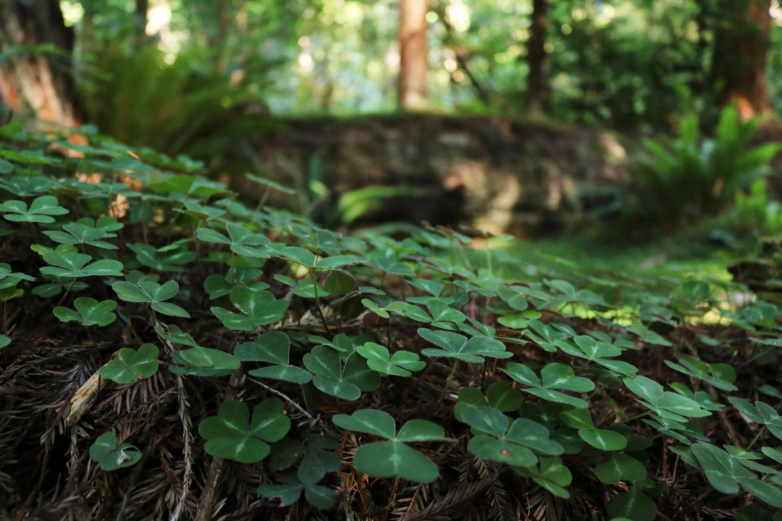 Upcoming Practice Opportunity: Zazenkai July 31/ August 1 - “Without Any Hindrance”