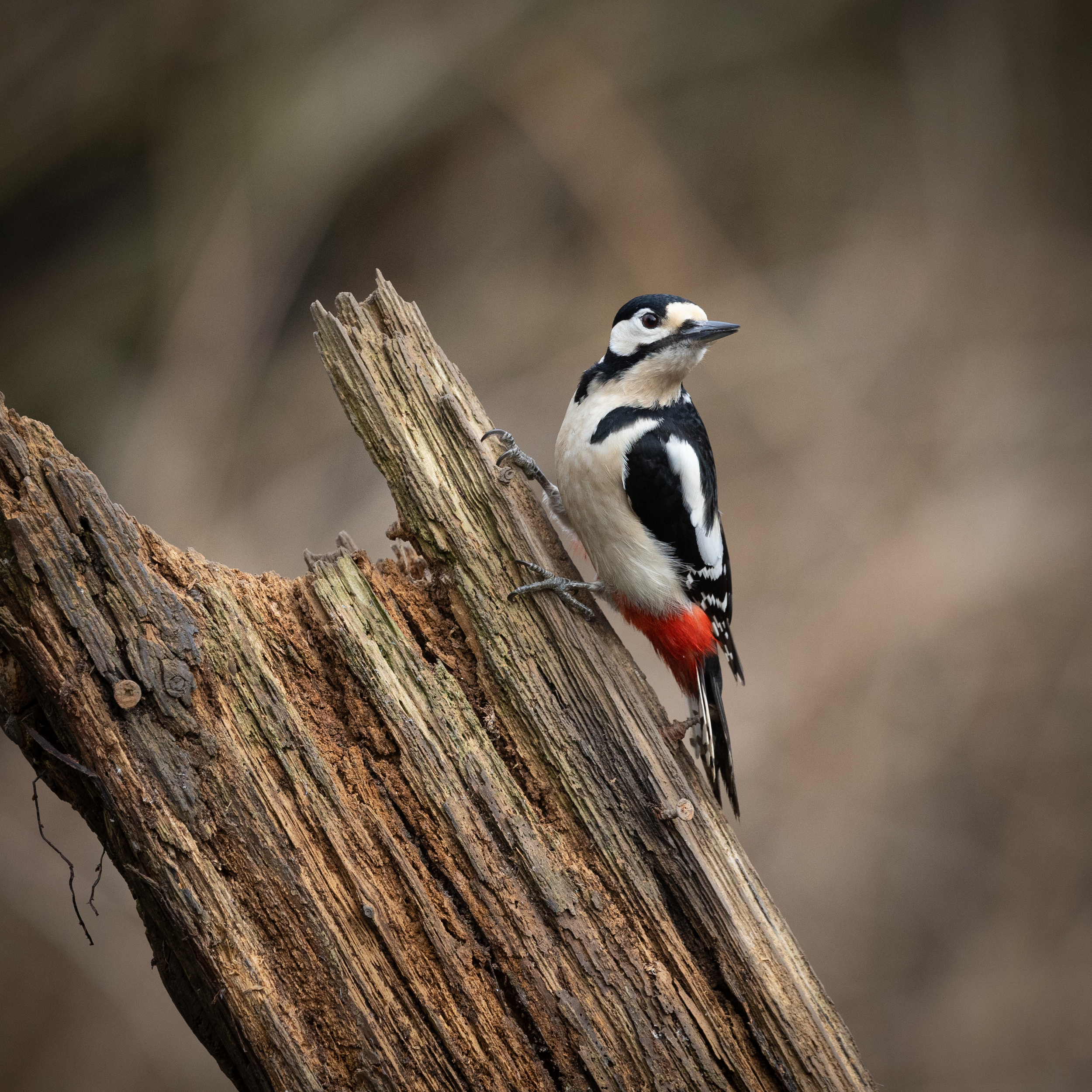 Woodpecker