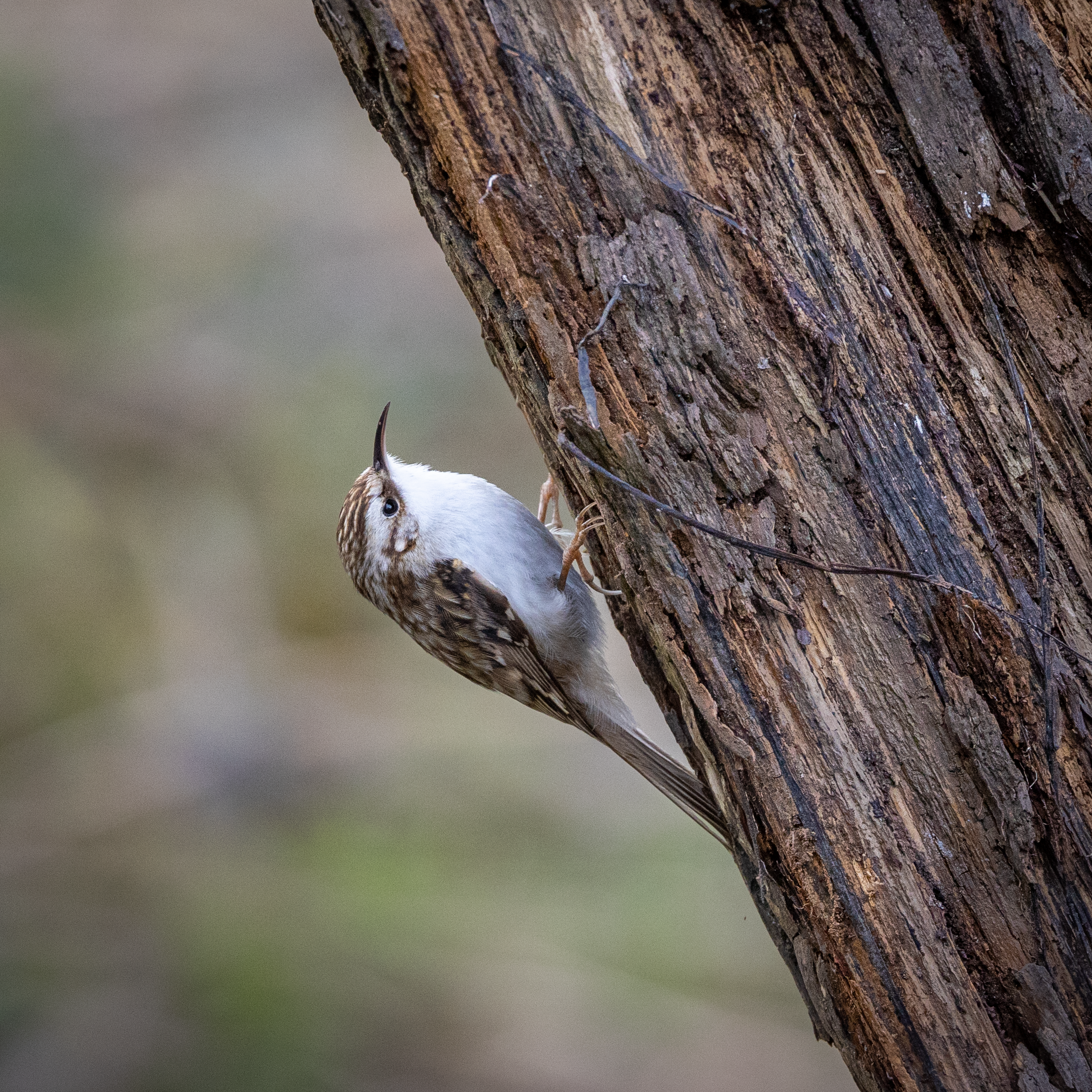 Treecreeper