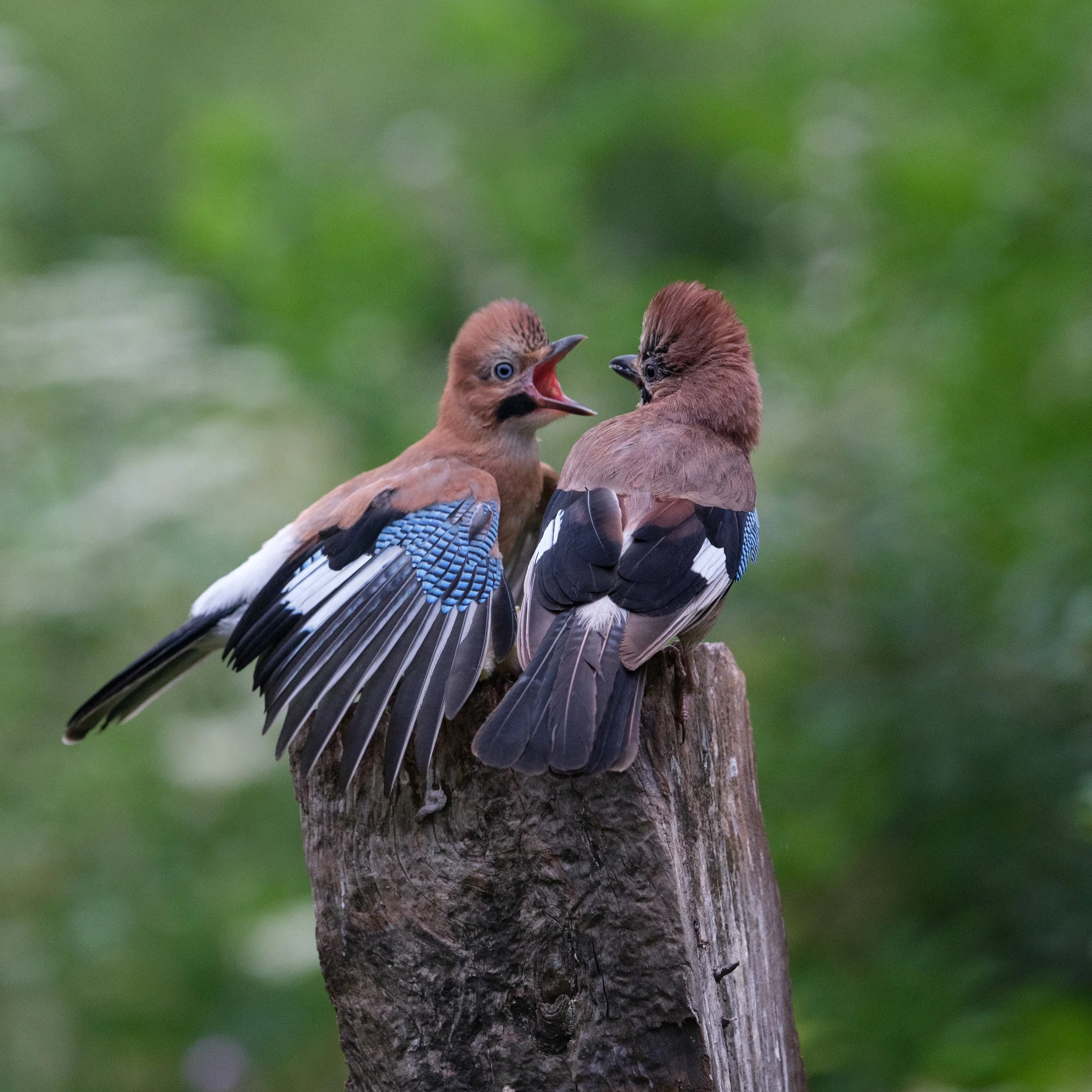 DSCF8186.jpg