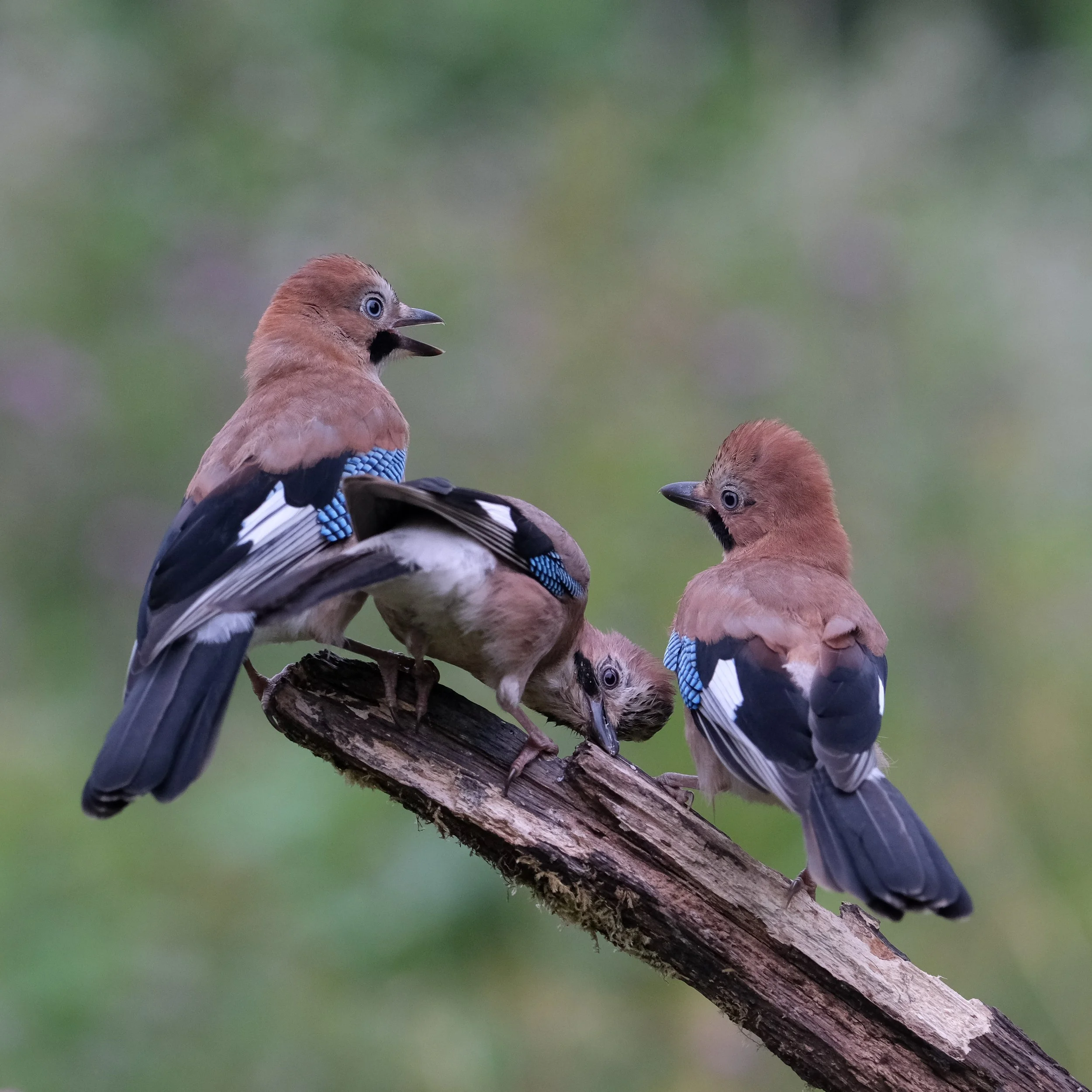 DSCF8618.jpg
