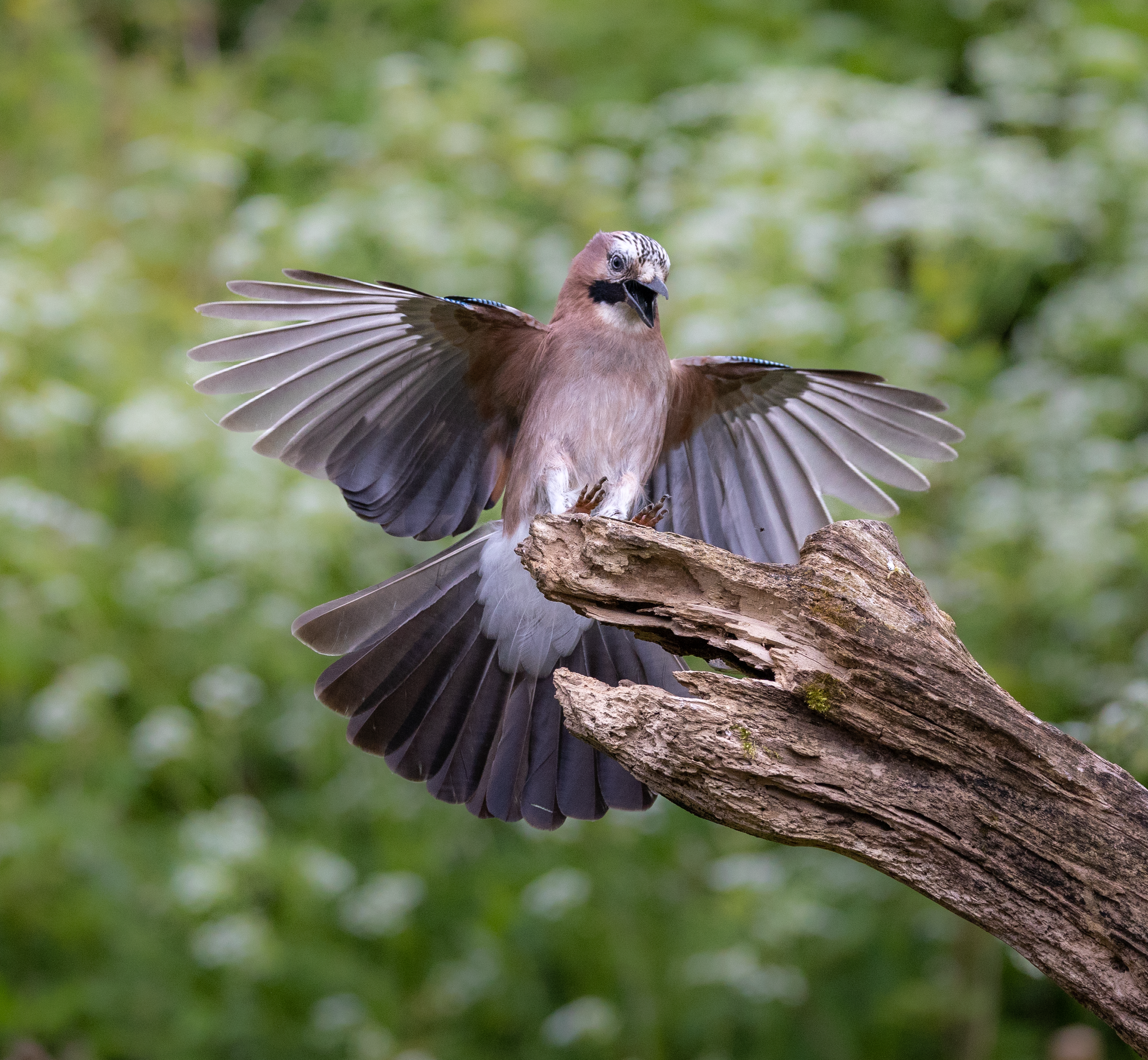 Eurasian Jay