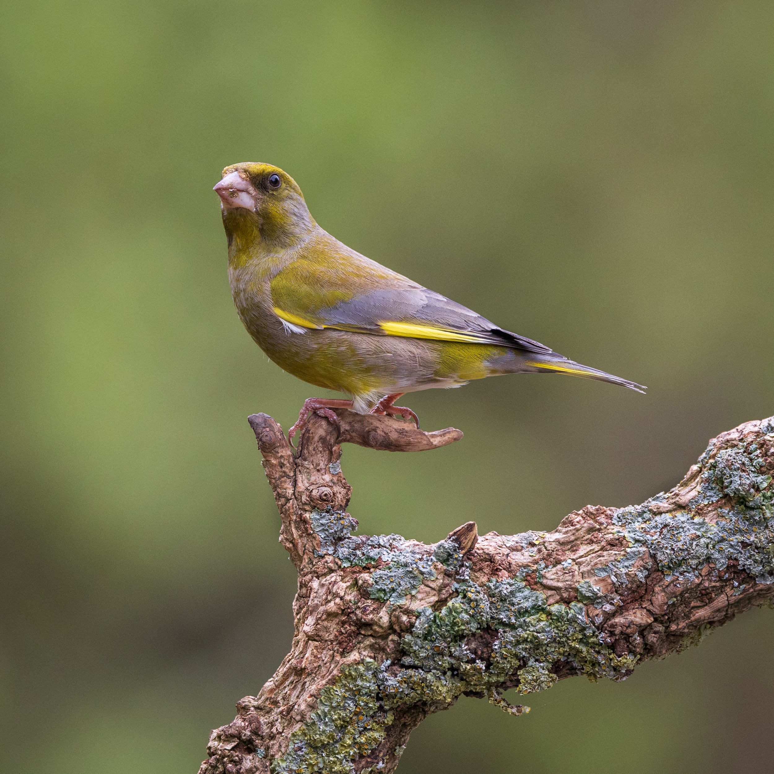 Greenfinch