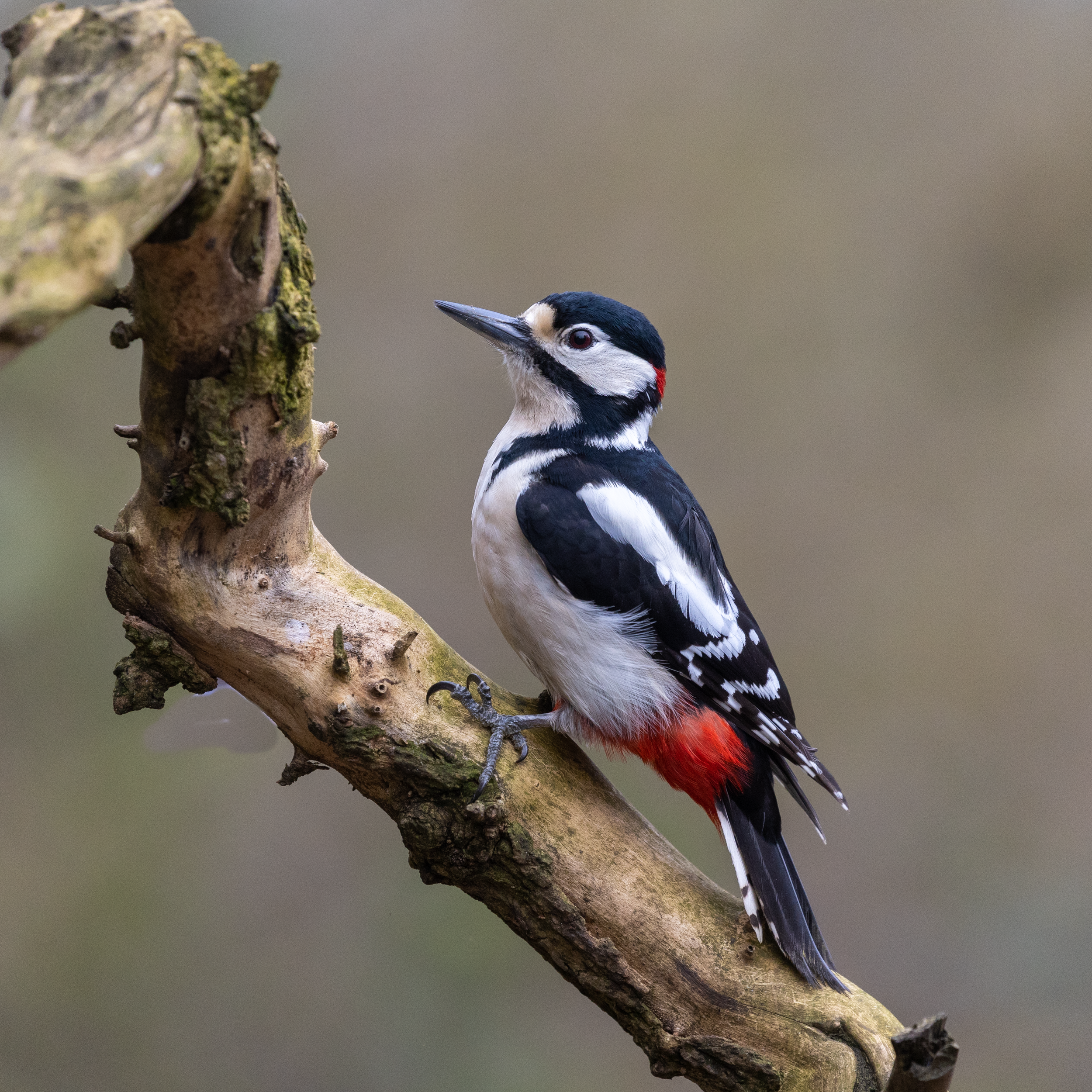 Woodpecker