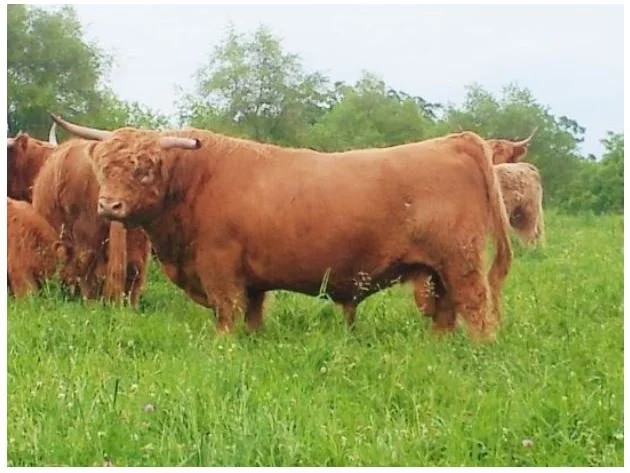 Semen/Embryos — Midwest Highland Cattle Association