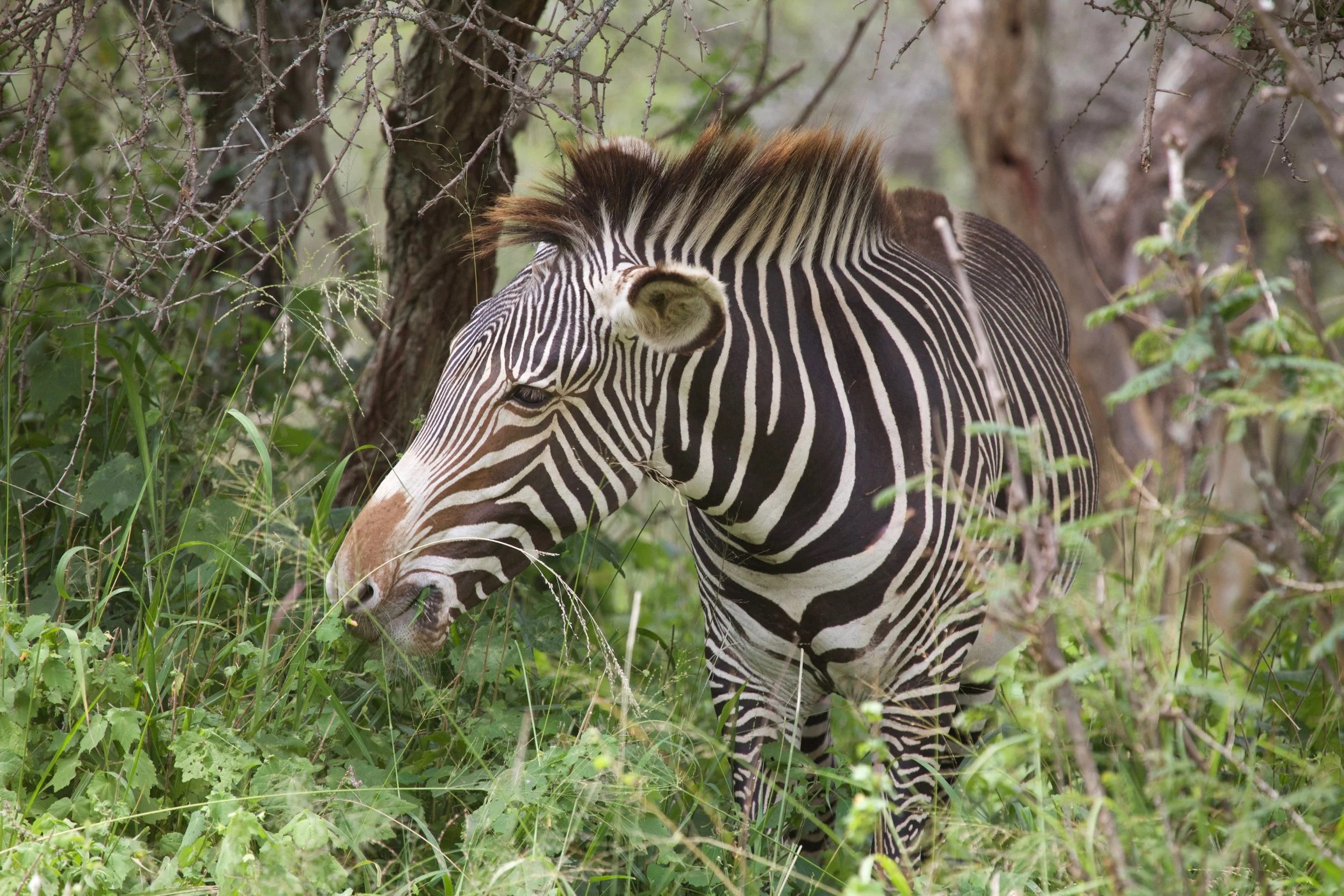 zebra grazing.jpeg