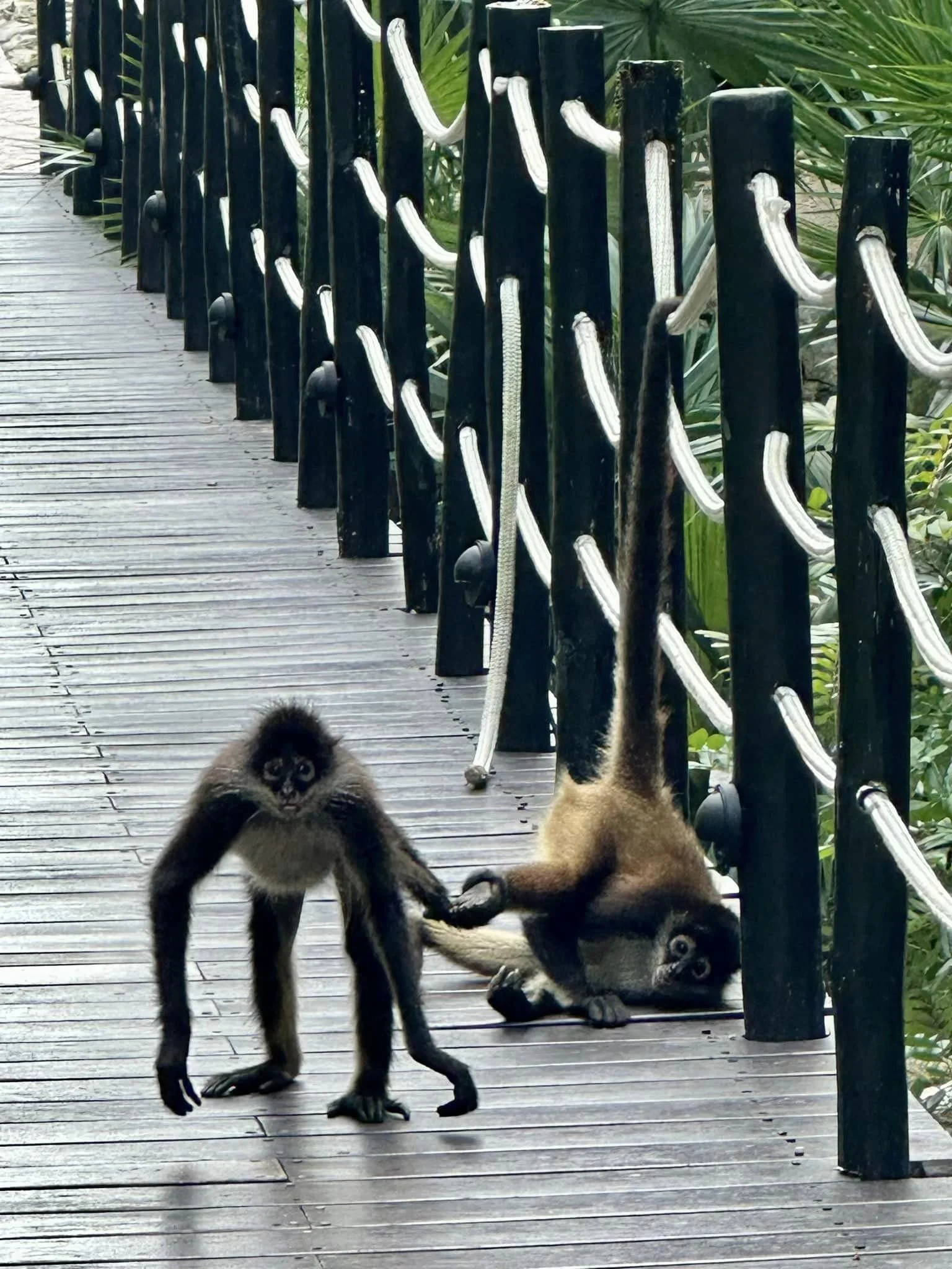 Spider Monkey.jpg