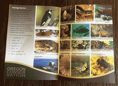 species_page.png