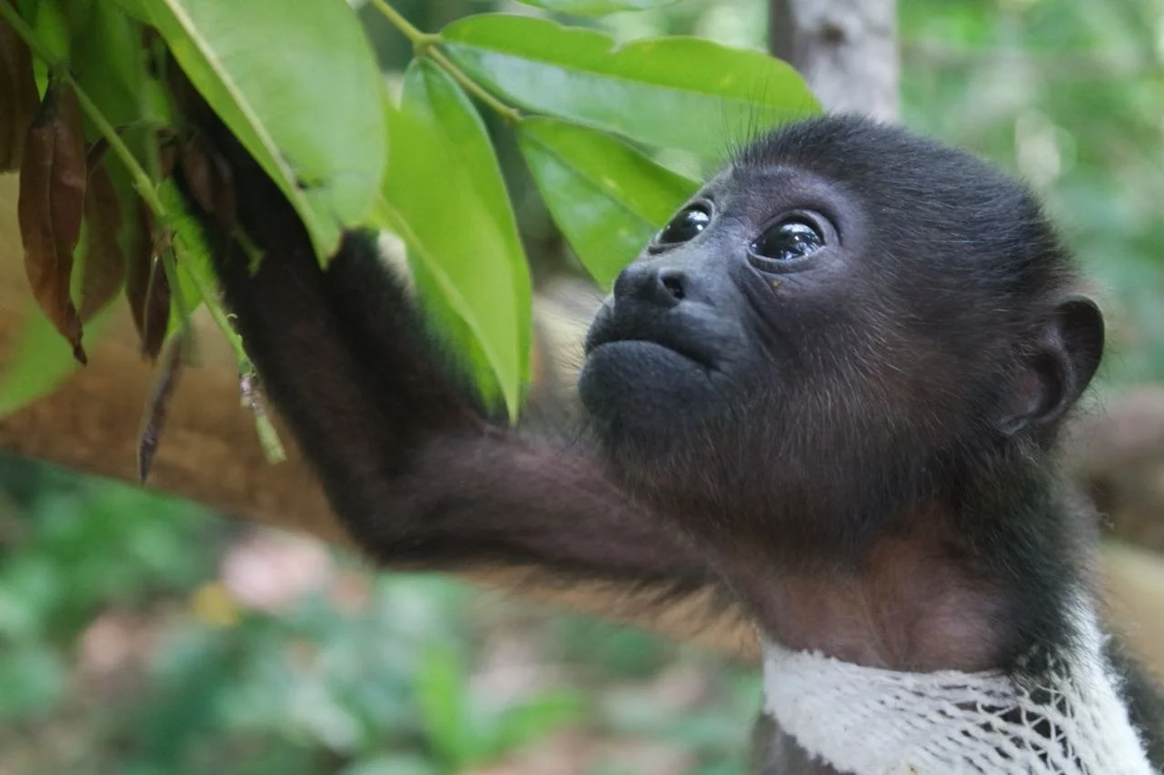 Pura Vida Veterinary Wellness