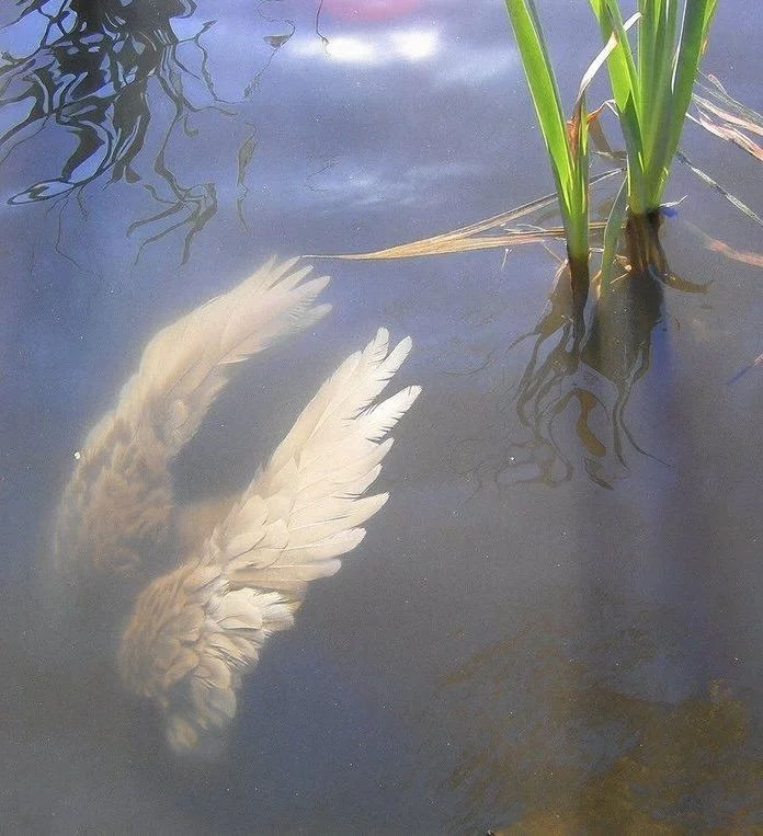 The Living Part is Underground