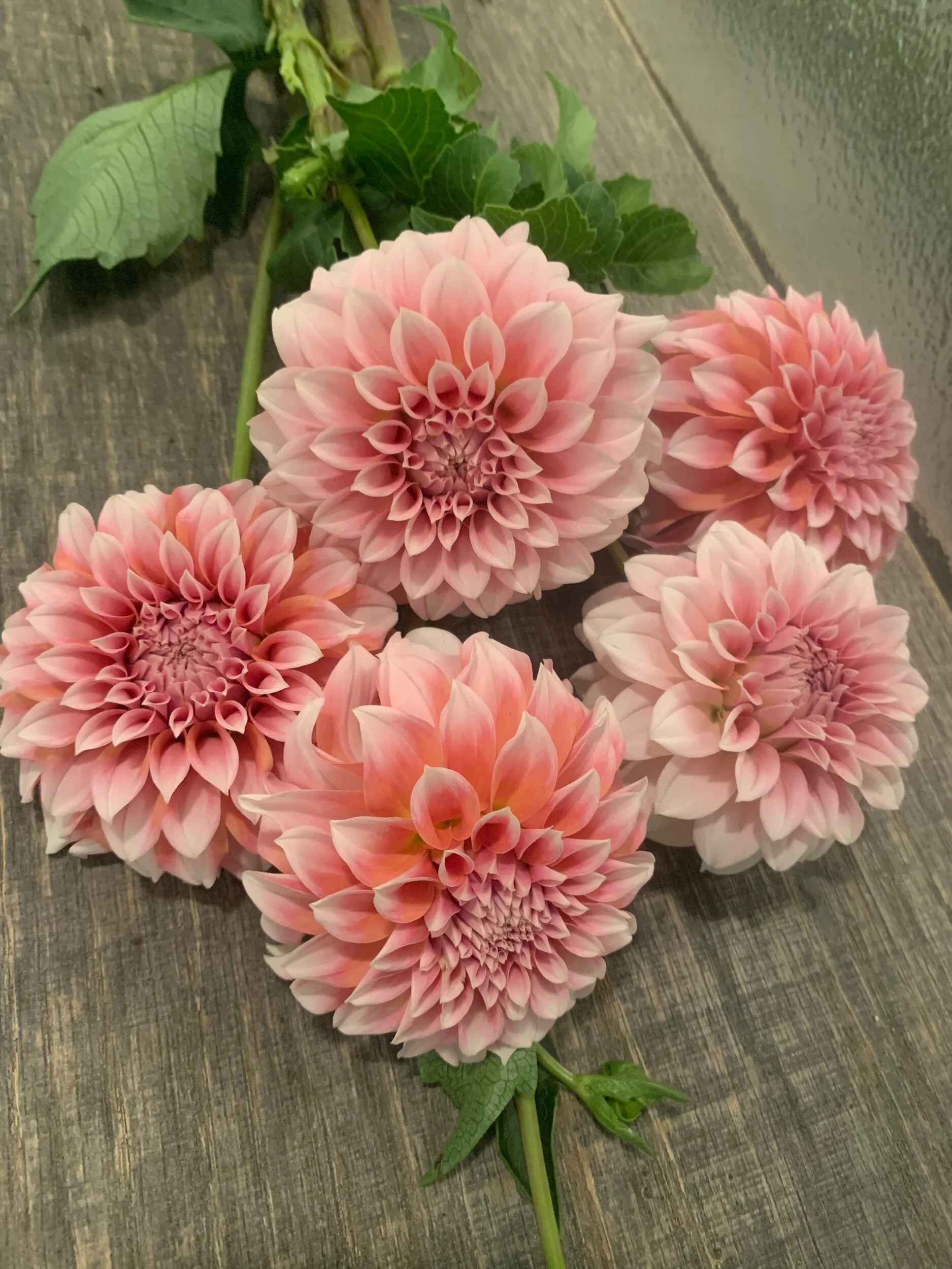 5E393348-80F8-4CF9-91A0-B86664730888