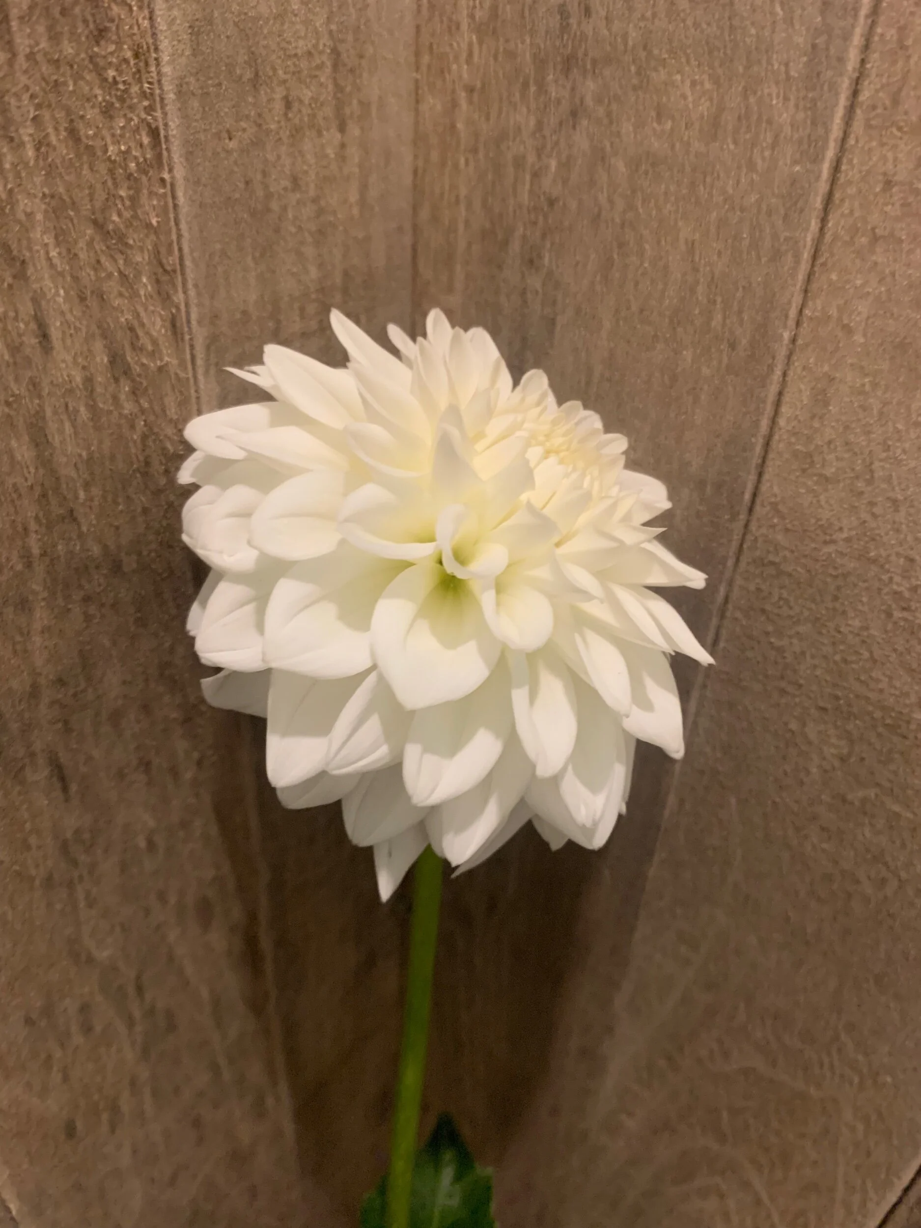 FF637718-C02B-43DC-B771-987B0A2D1C00