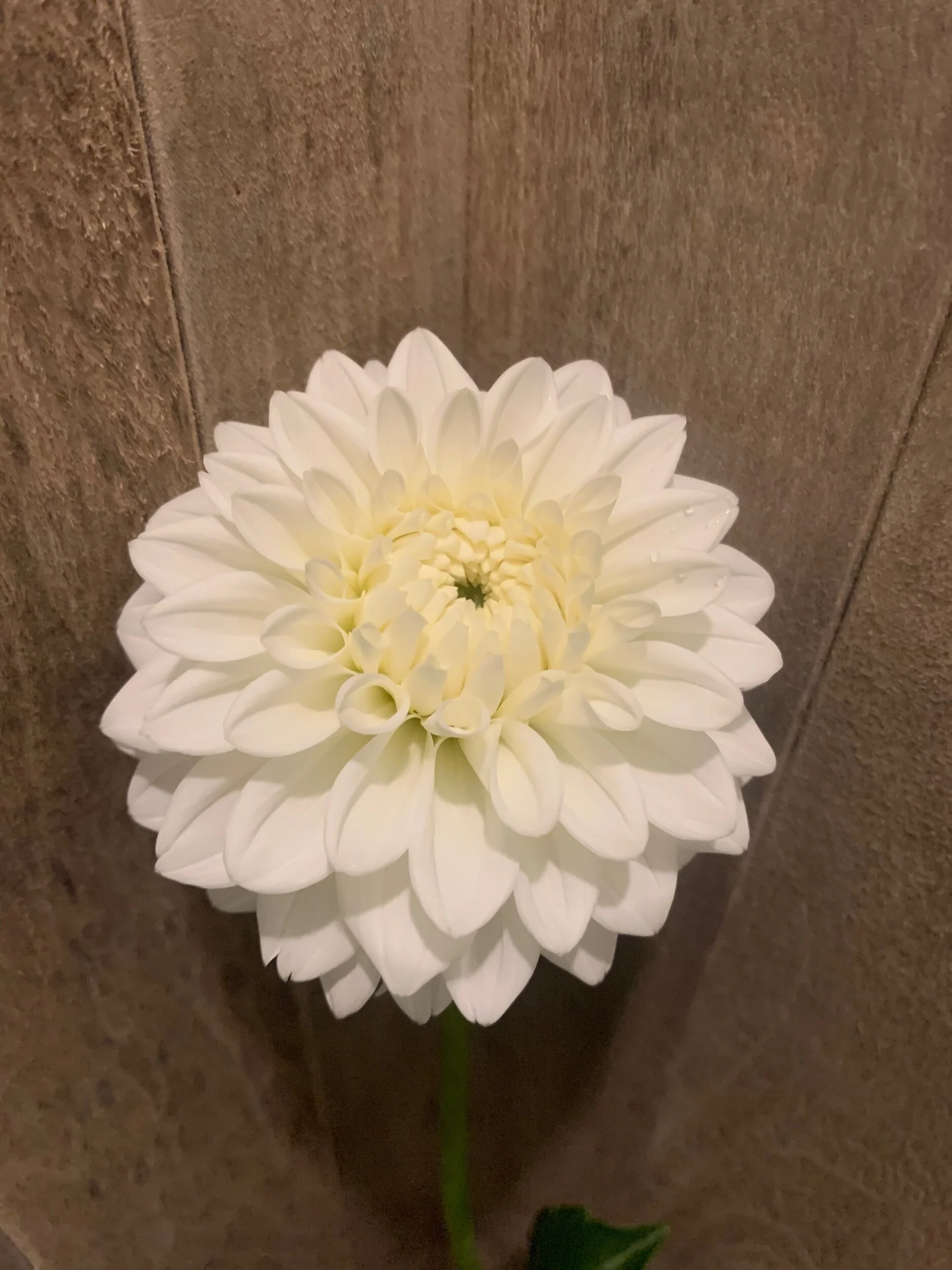 A38F0489-EC02-4DC2-8F11-528C31AE991E