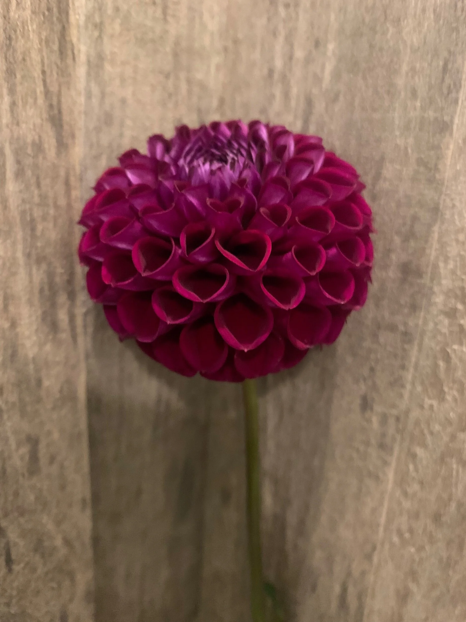 FF8EDA99-F942-4081-B417-61CEF80DEED2