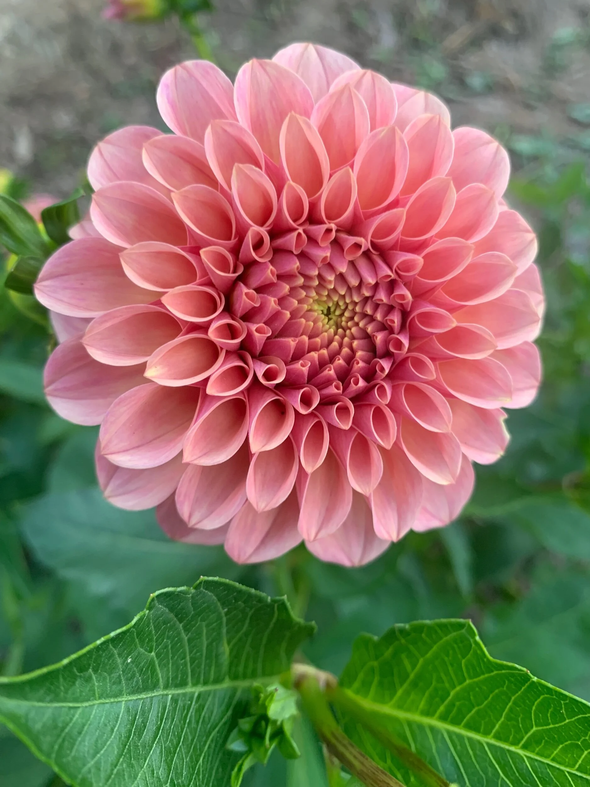 BD7A5ADF-3980-492B-9105-4A328E2BC278